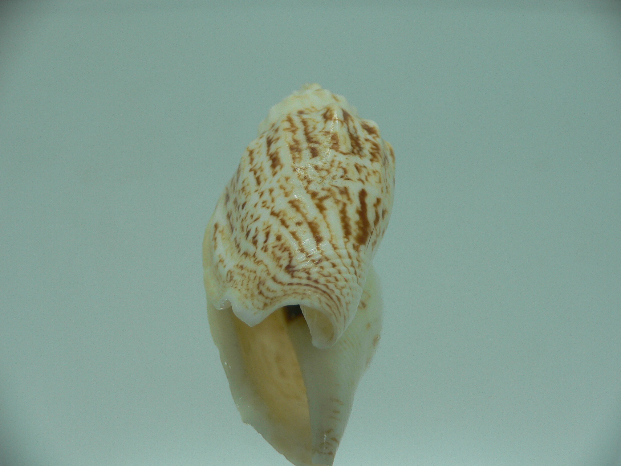 Ministrombus variabilis SUPER COLORING