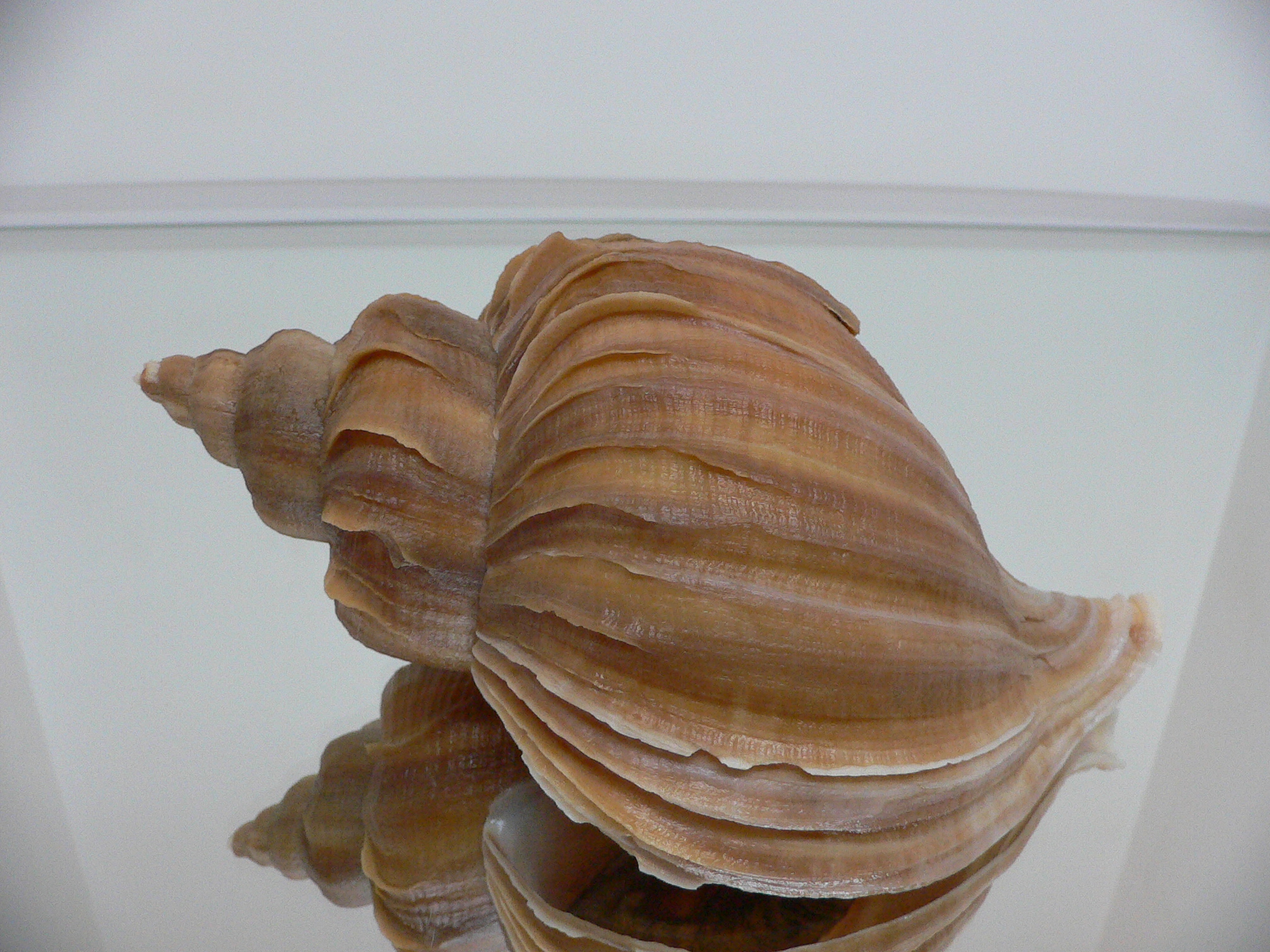 Neptunea constricta BLADES & KEELS