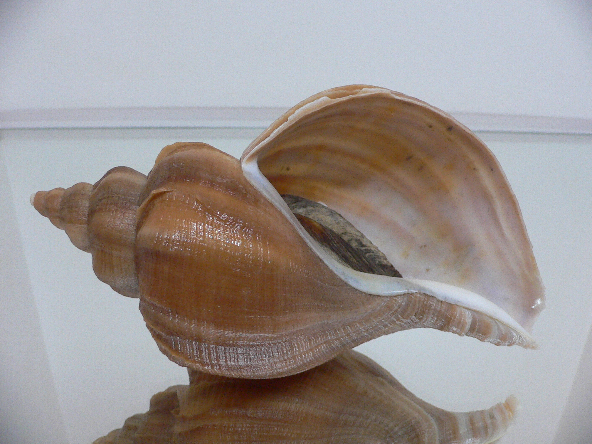 Neptunea constricta BLADES & KEELS