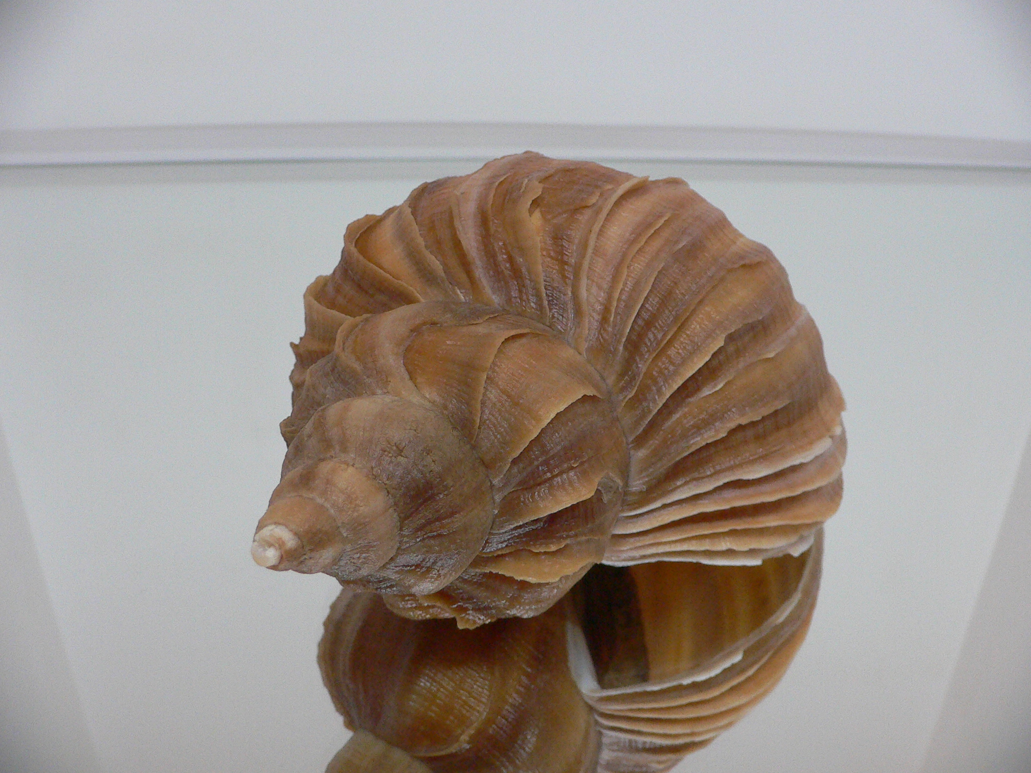 Neptunea constricta BLADES & KEELS