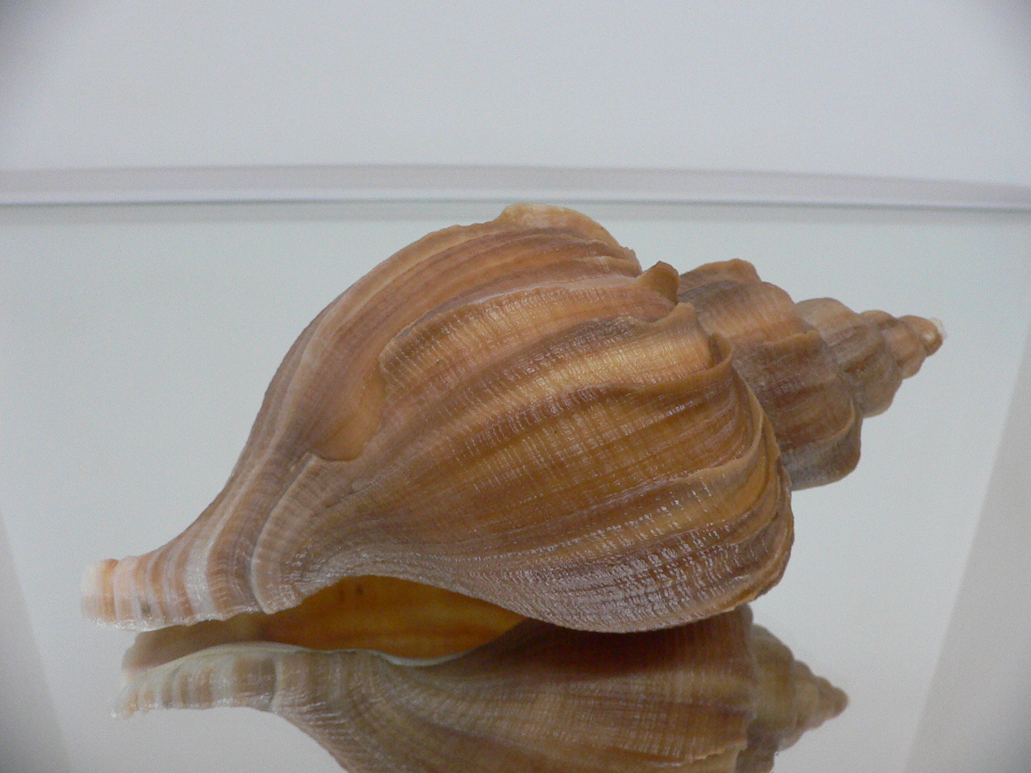 Neptunea constricta BLADES & KEELS