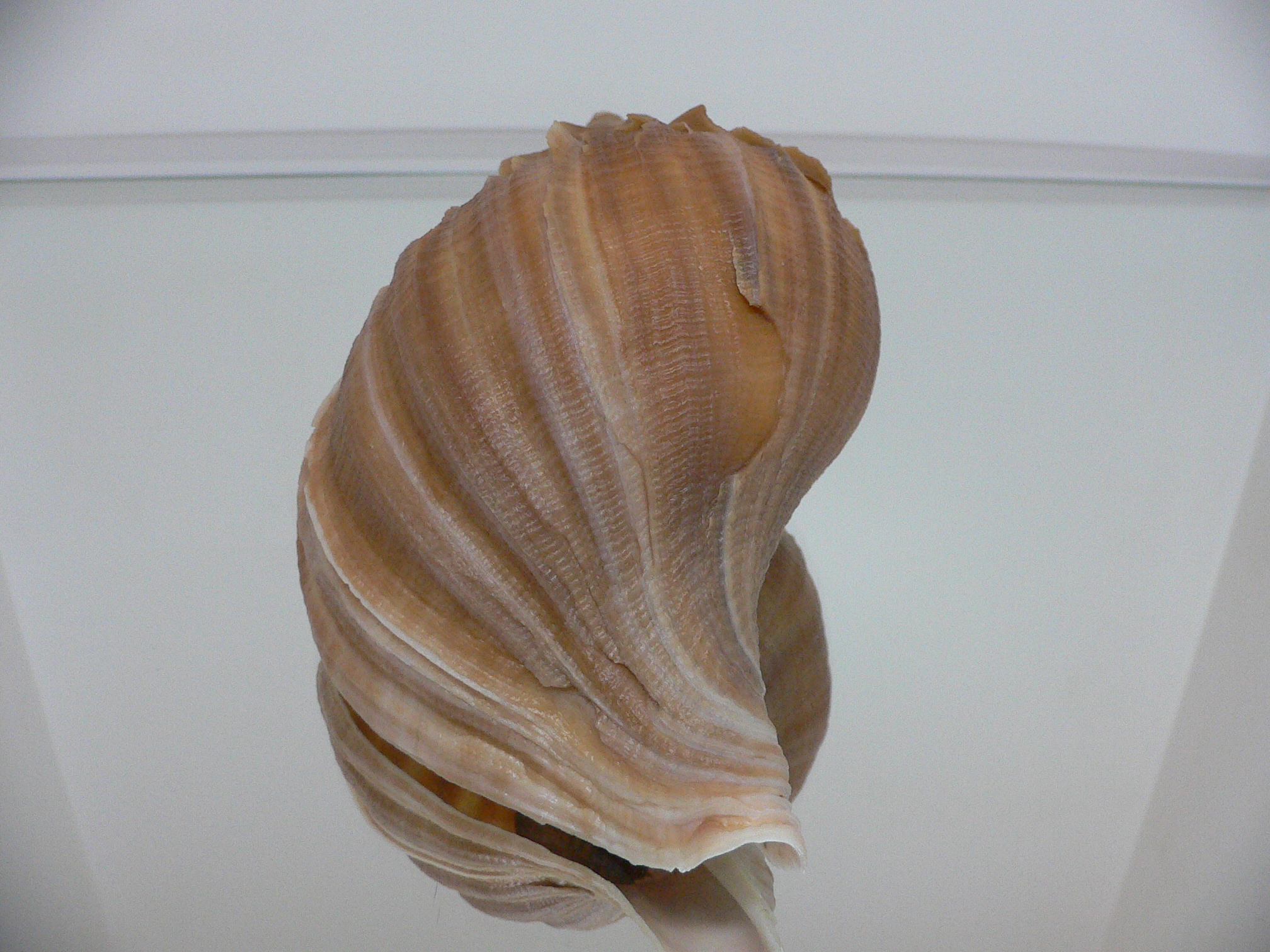 Neptunea constricta BLADES & KEELS