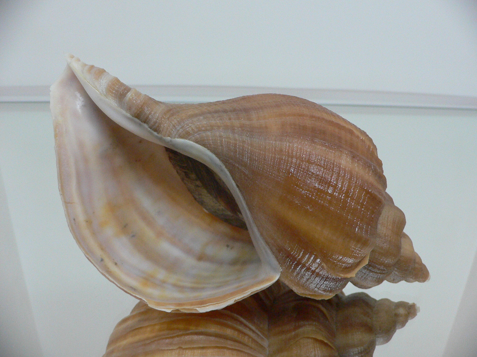 Neptunea constricta BLADES & KEELS