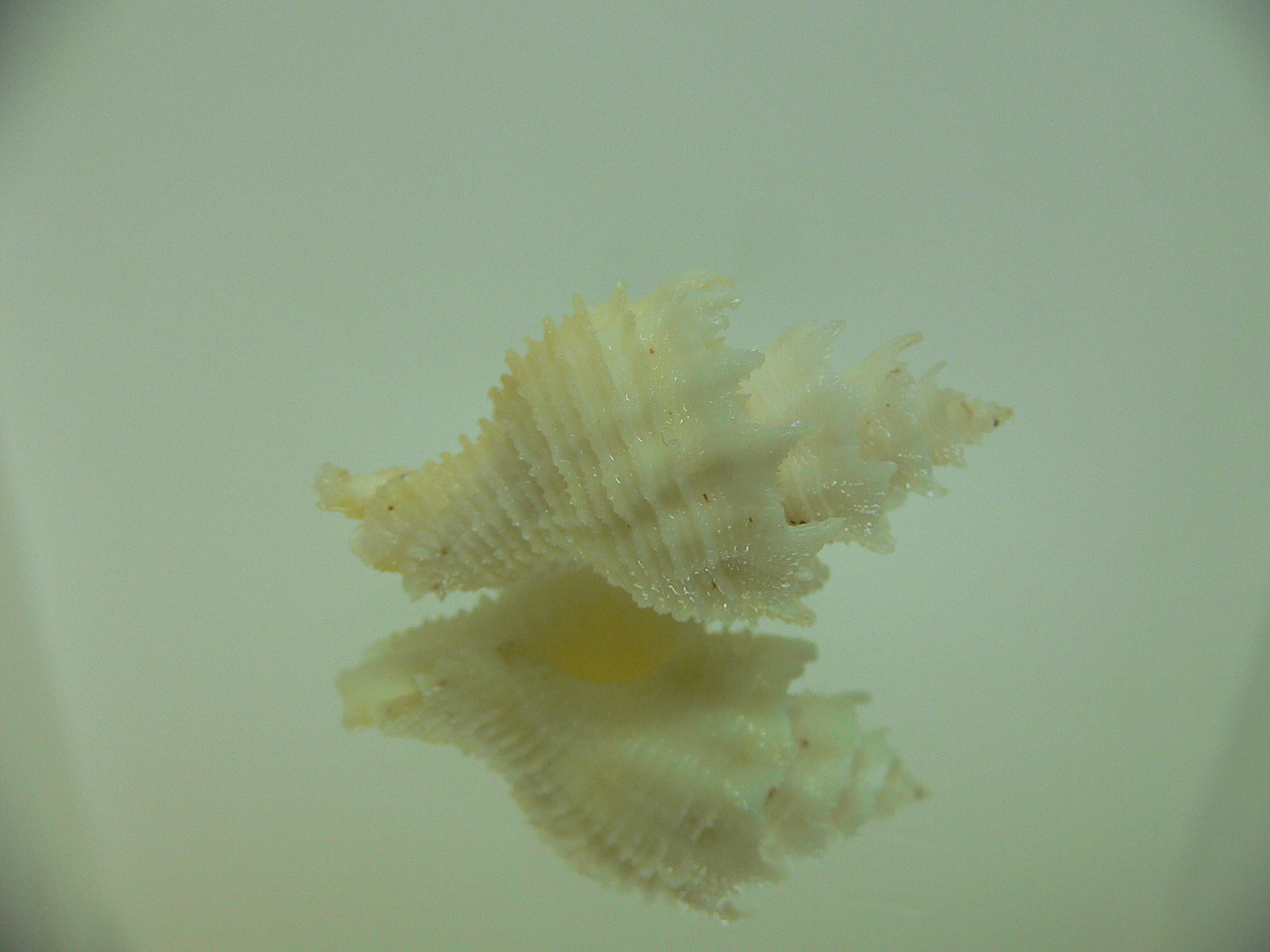 Babelomurex japonicus YELLOW