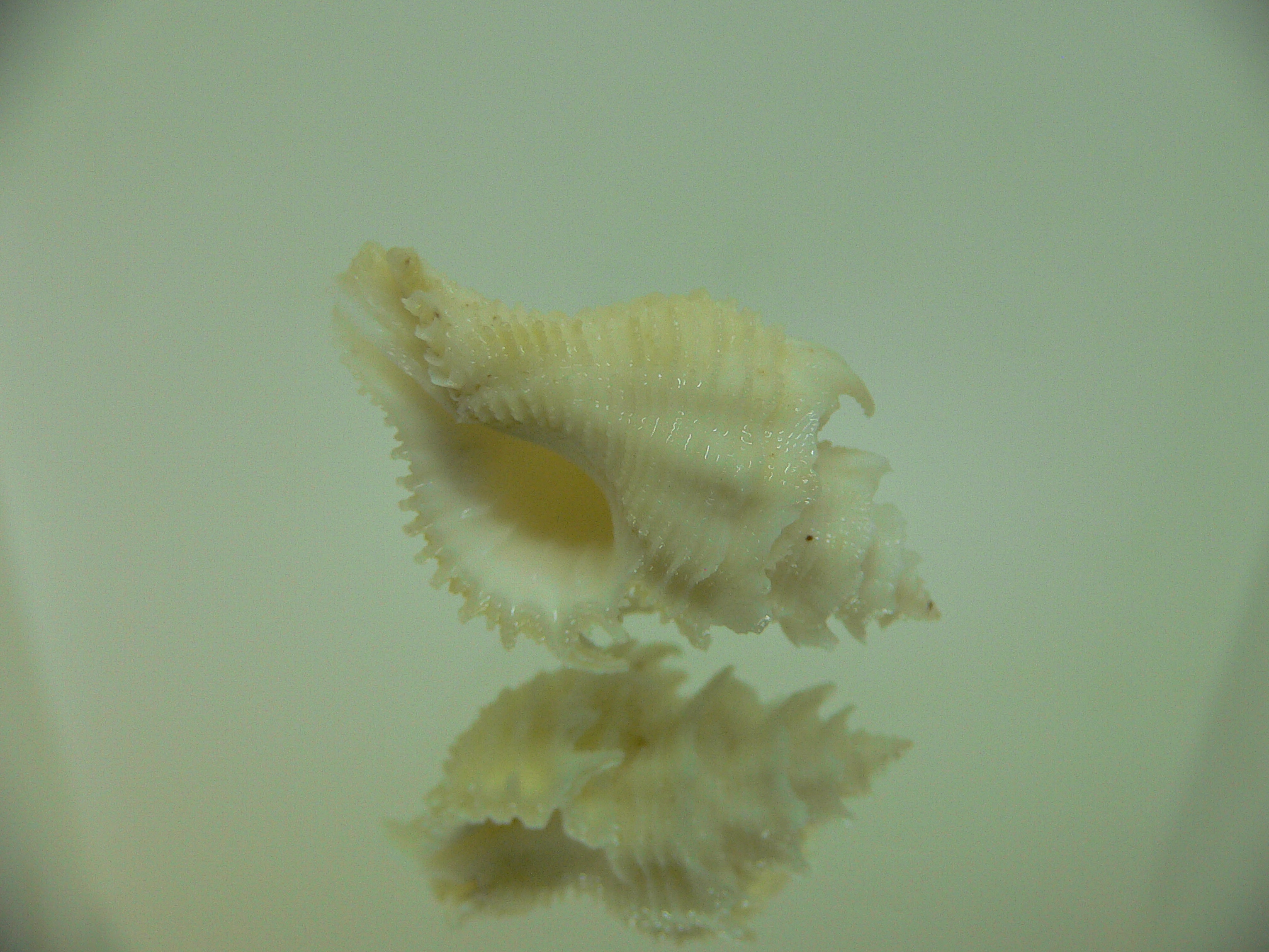 Babelomurex japonicus YELLOW