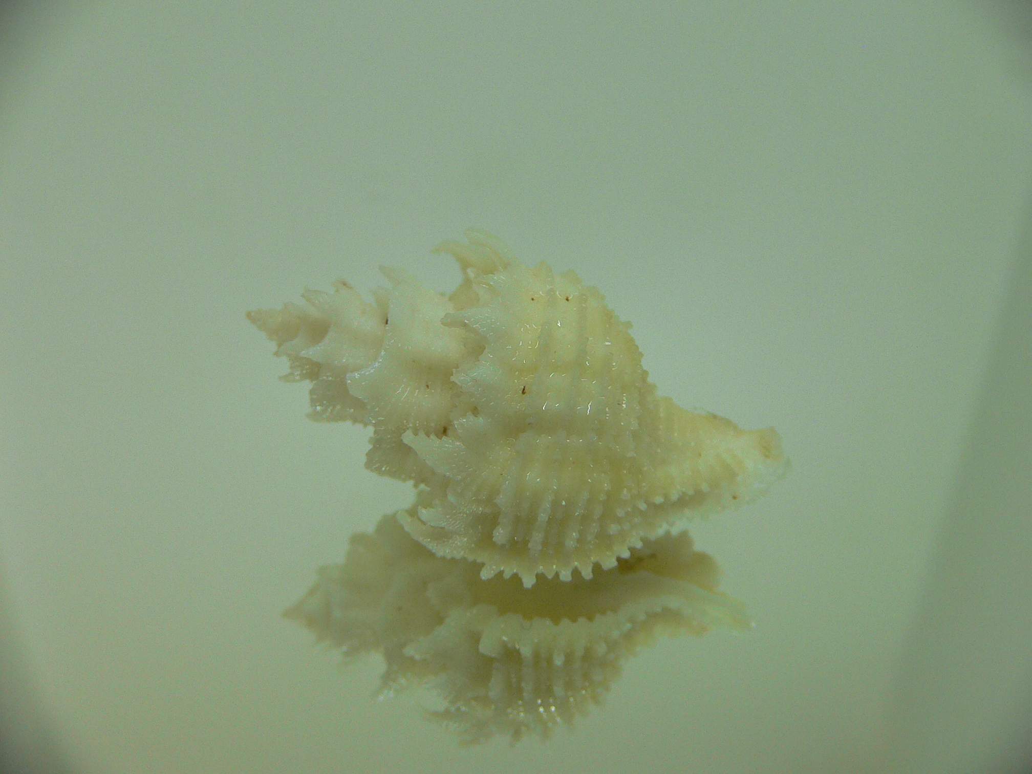 Babelomurex japonicus YELLOW