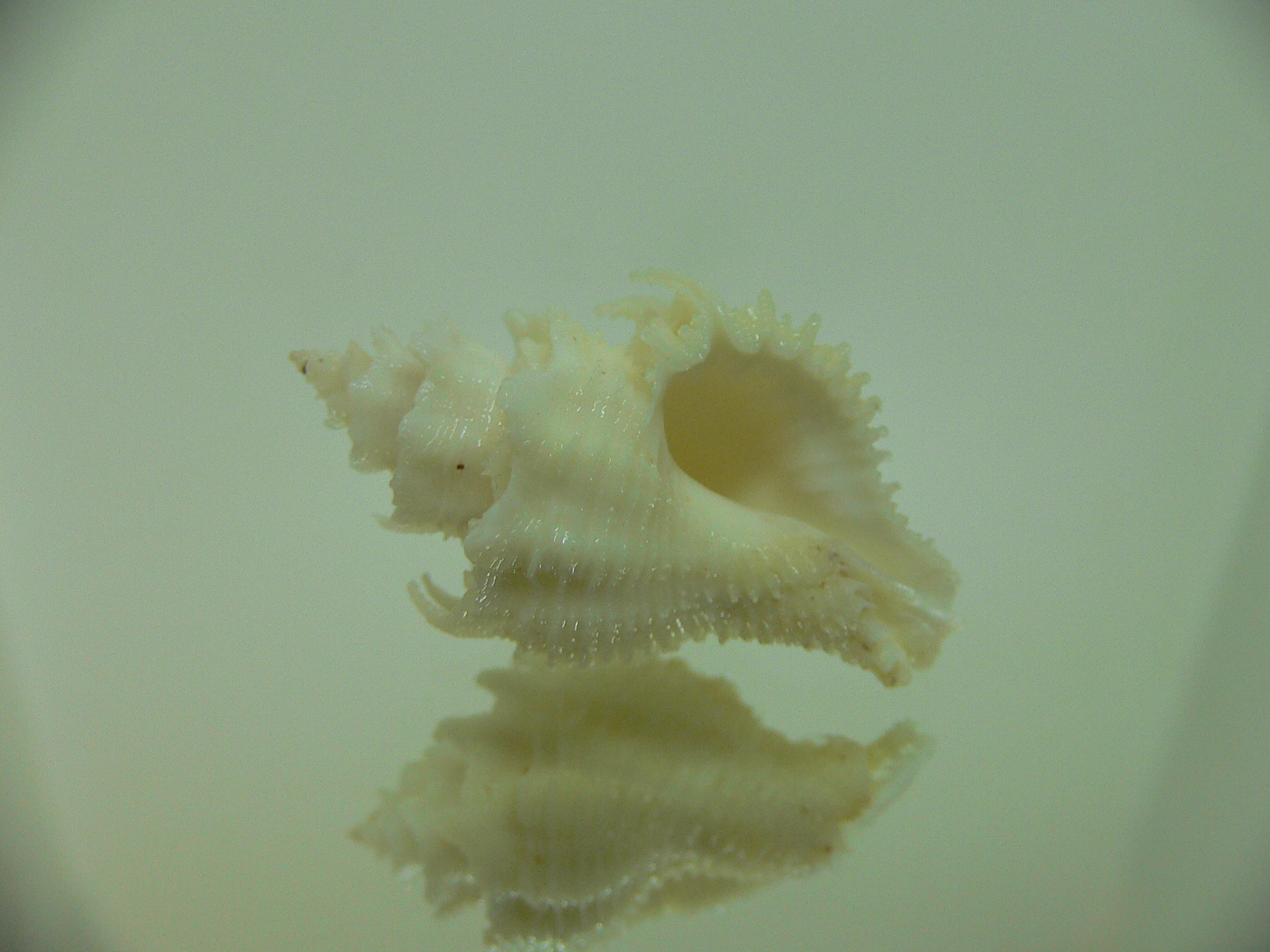 Babelomurex japonicus YELLOW
