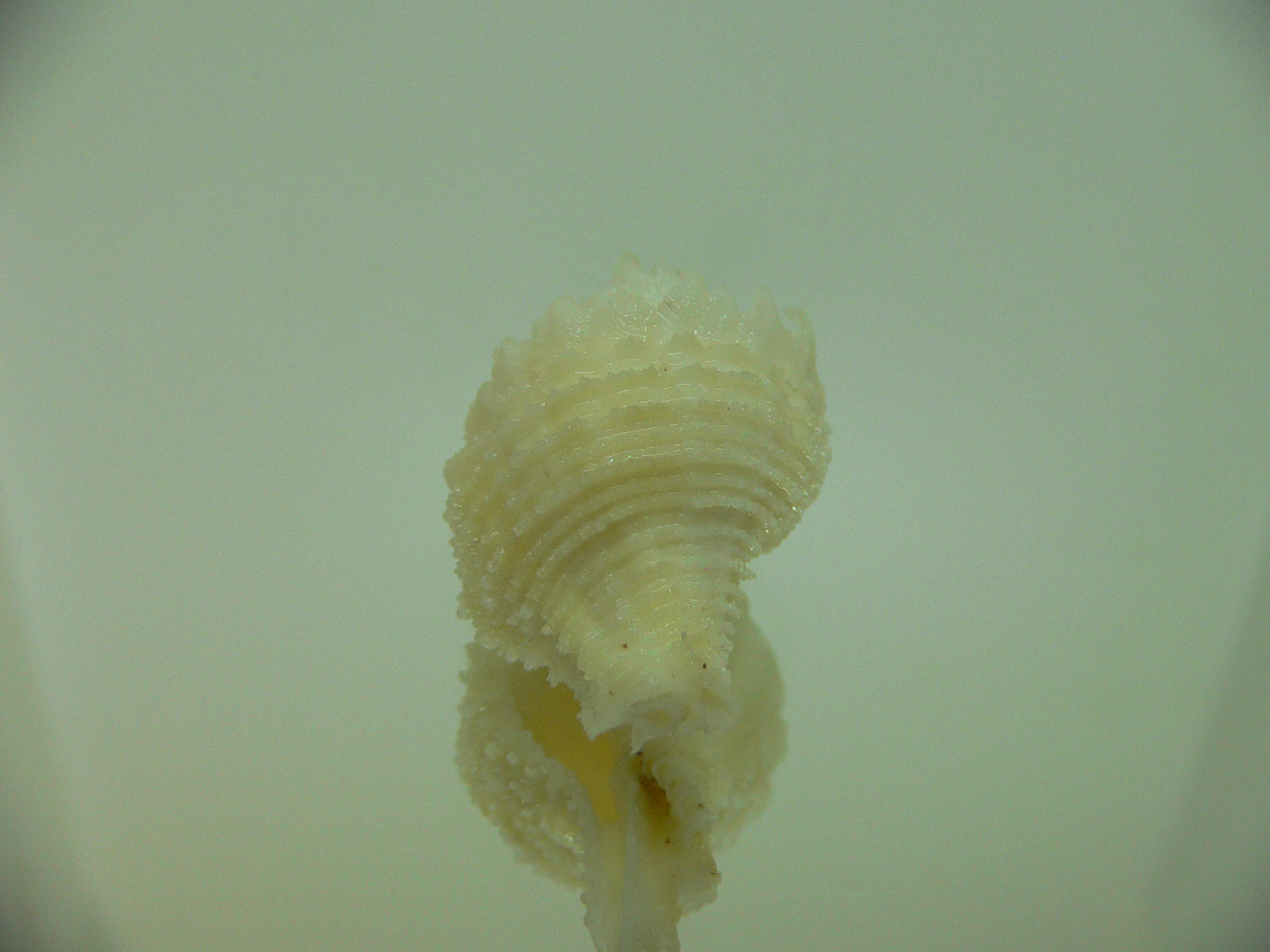 Babelomurex japonicus YELLOW
