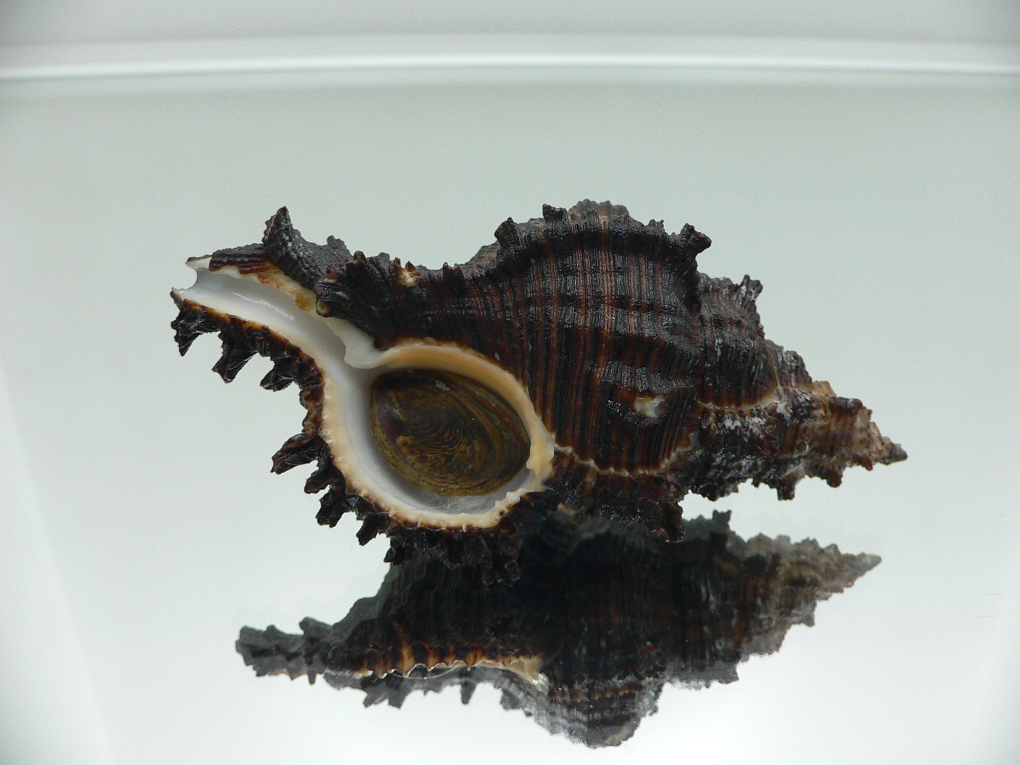 Chicoreus torrefactus cf. ??? BLACK