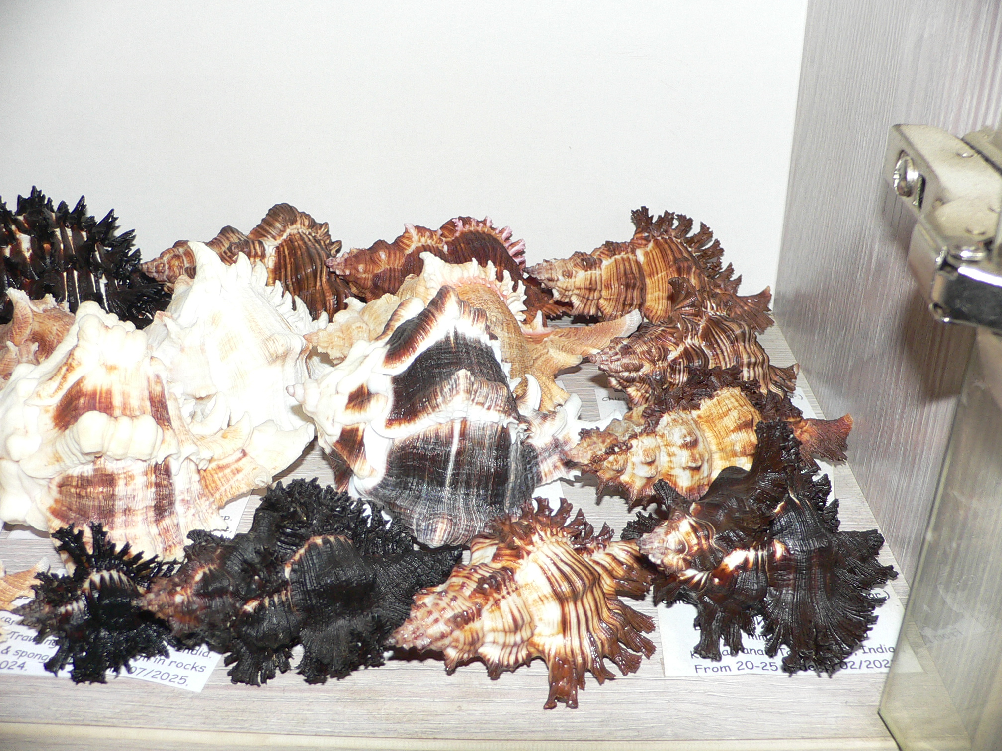 Chicoreus torrefactus cf. ??? BLACK