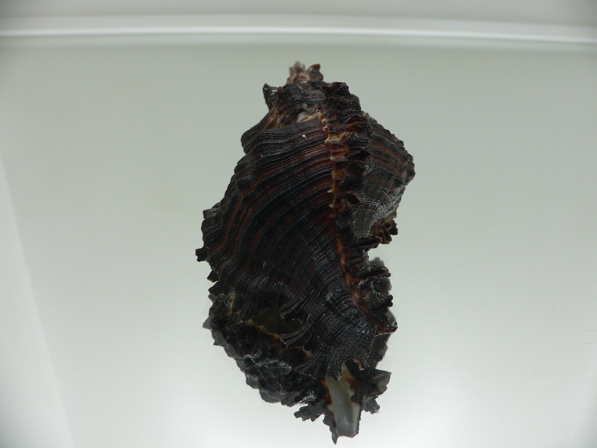 Chicoreus torrefactus cf. ??? BLACK