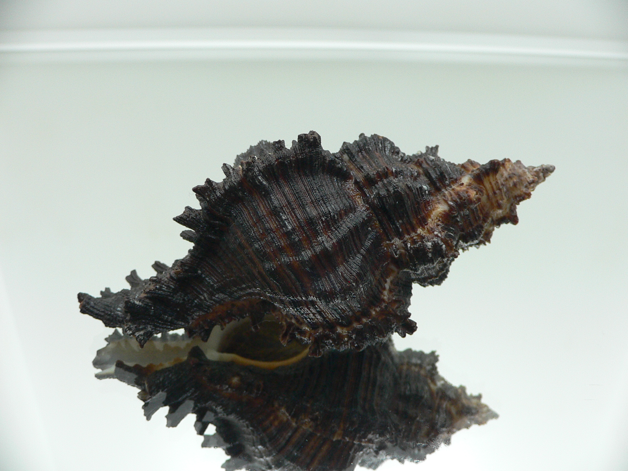 Chicoreus torrefactus cf. ??? BLACK