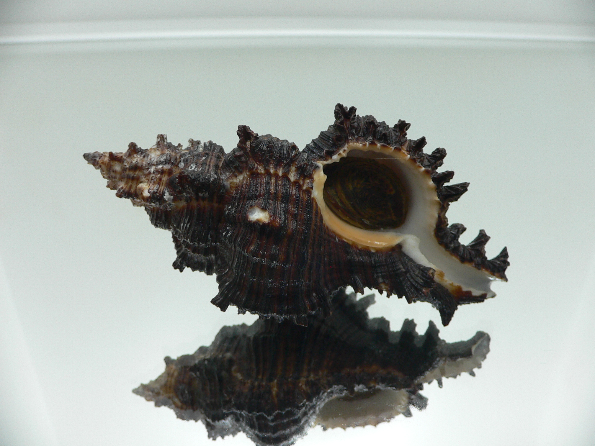 Chicoreus torrefactus cf. ??? BLACK