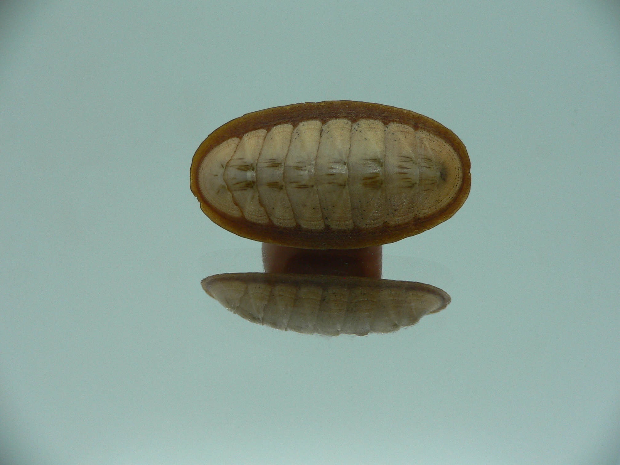 Rhyssoplax exoptanda ENDEMIC & OREOL