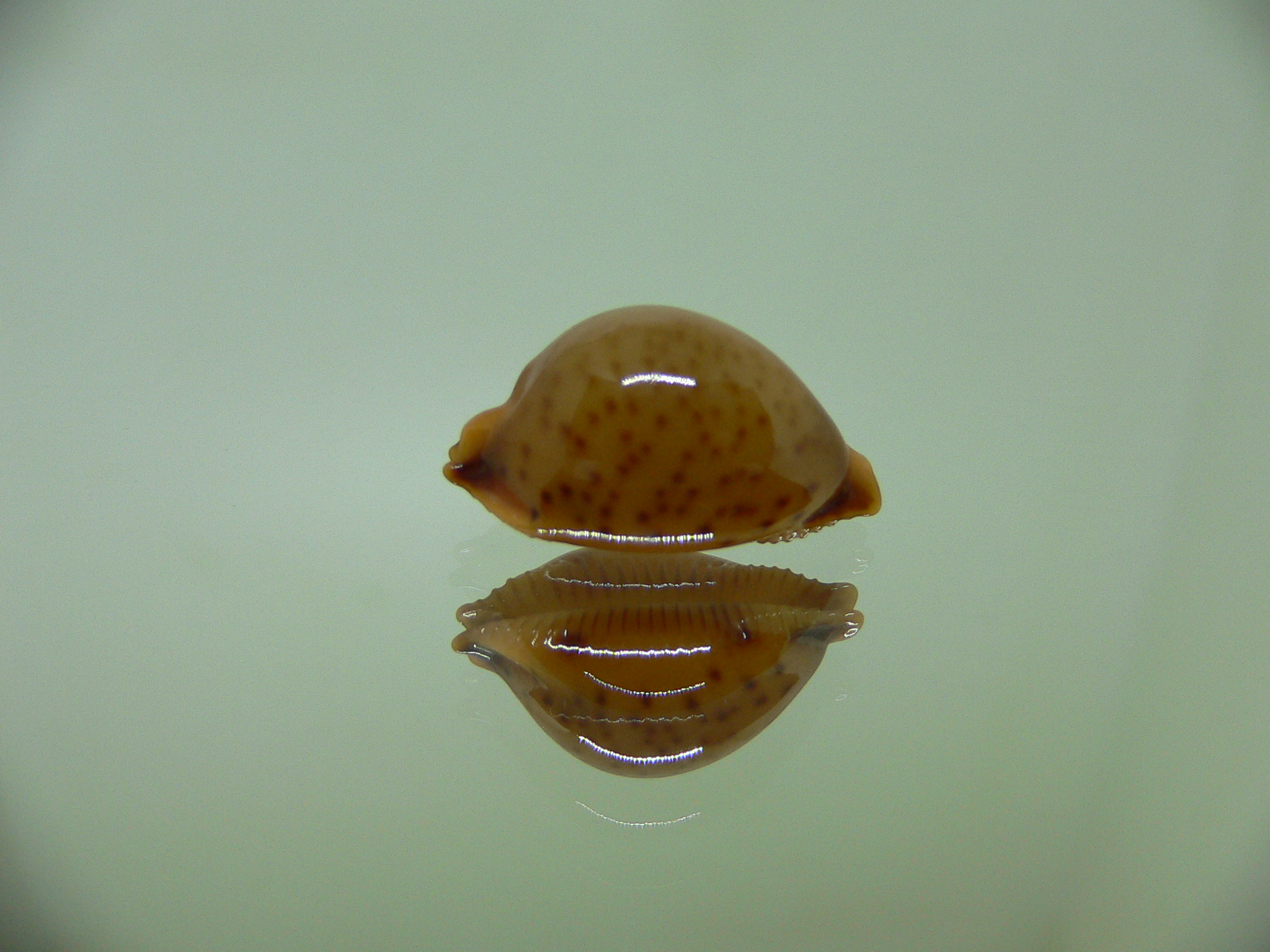 Cypraea globulus sphaeridium DARK-RUSTY