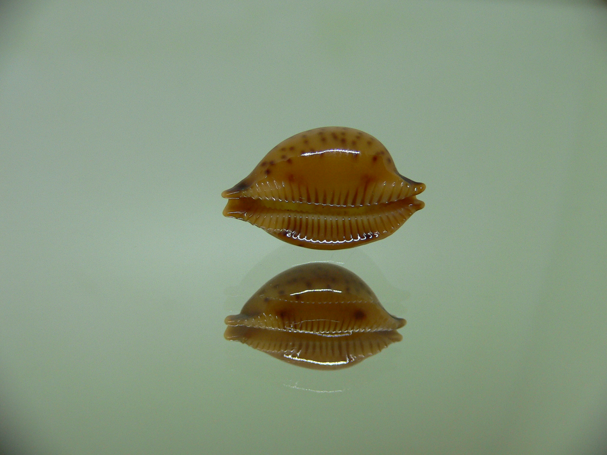 Cypraea globulus sphaeridium DARK-RUSTY