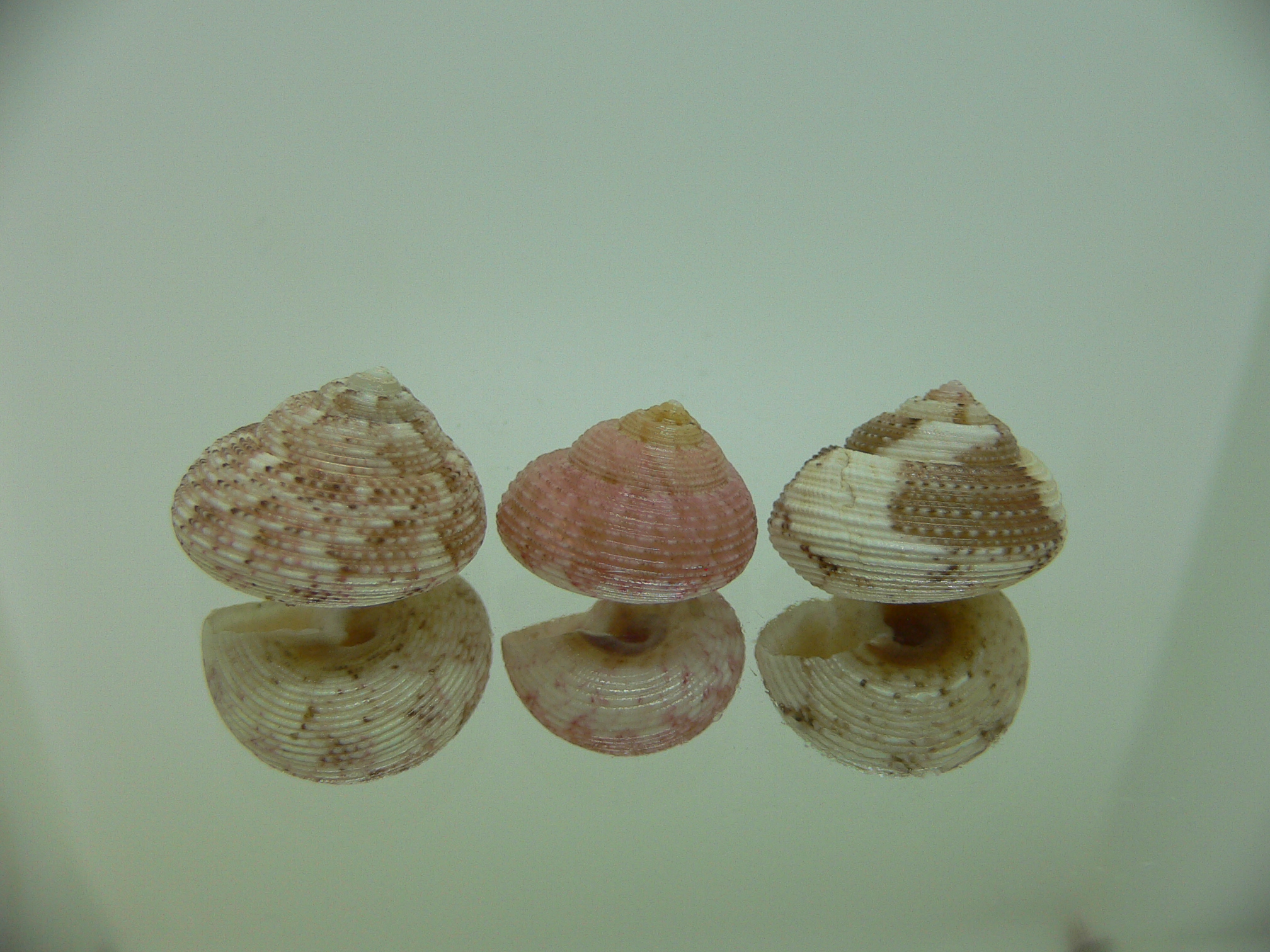 Monilea belcheri (комплект) 3