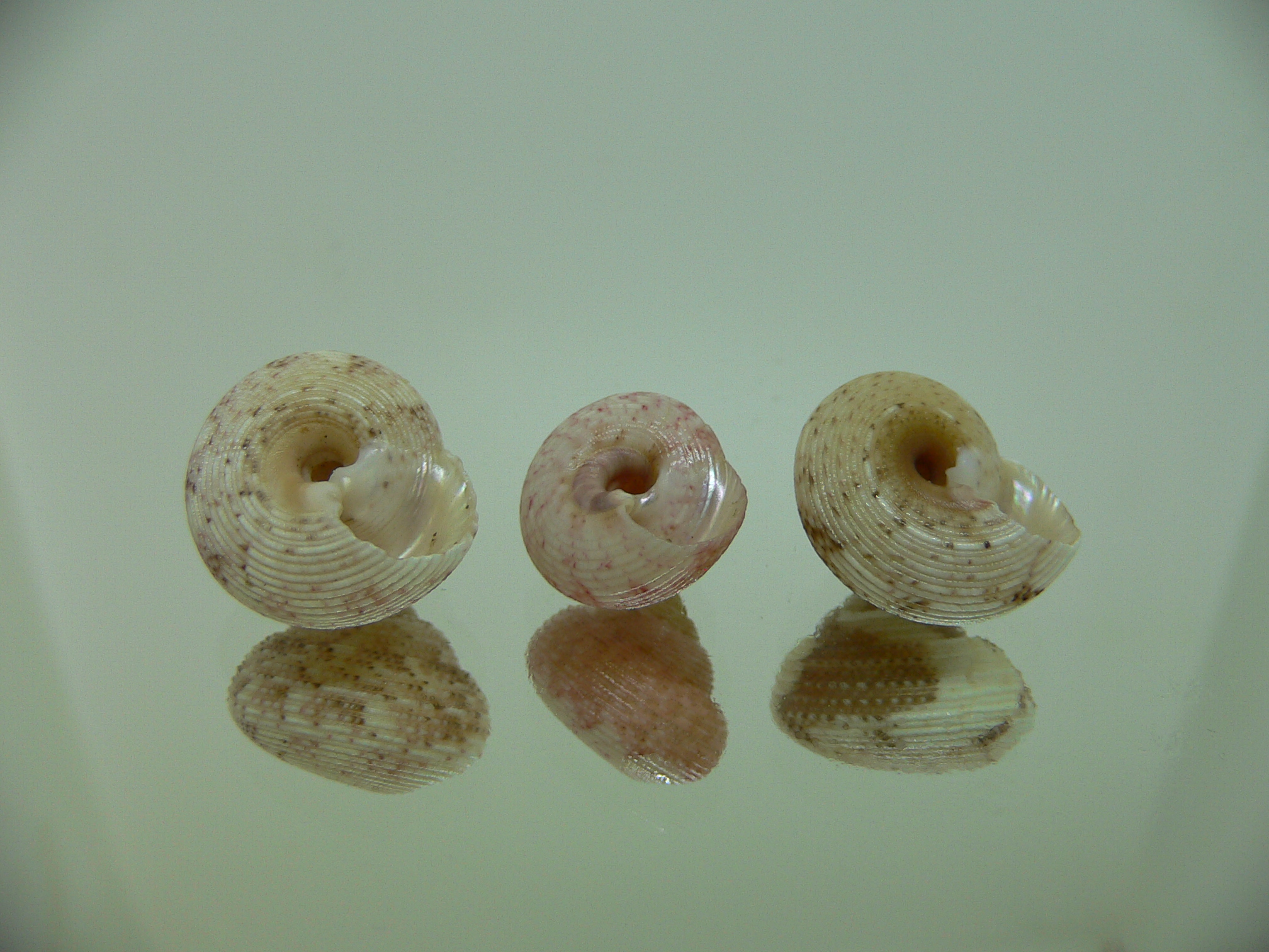 Monilea belcheri (комплект) 3