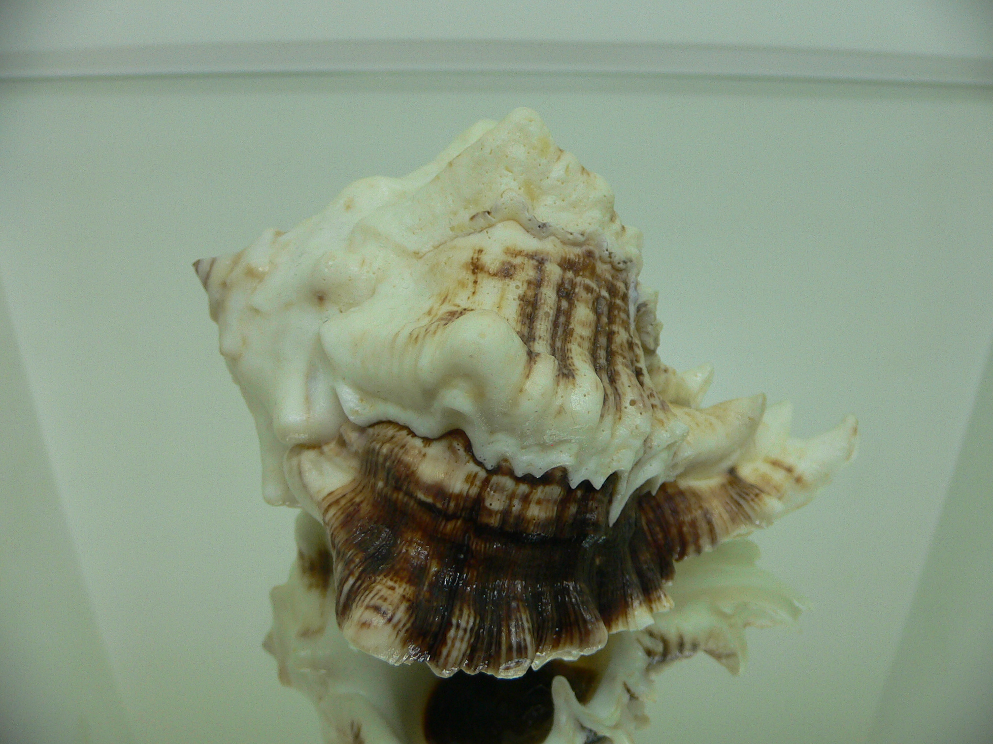 Hexaplex kuesterianus BLACK LINES, VERY BIG OLD MAN