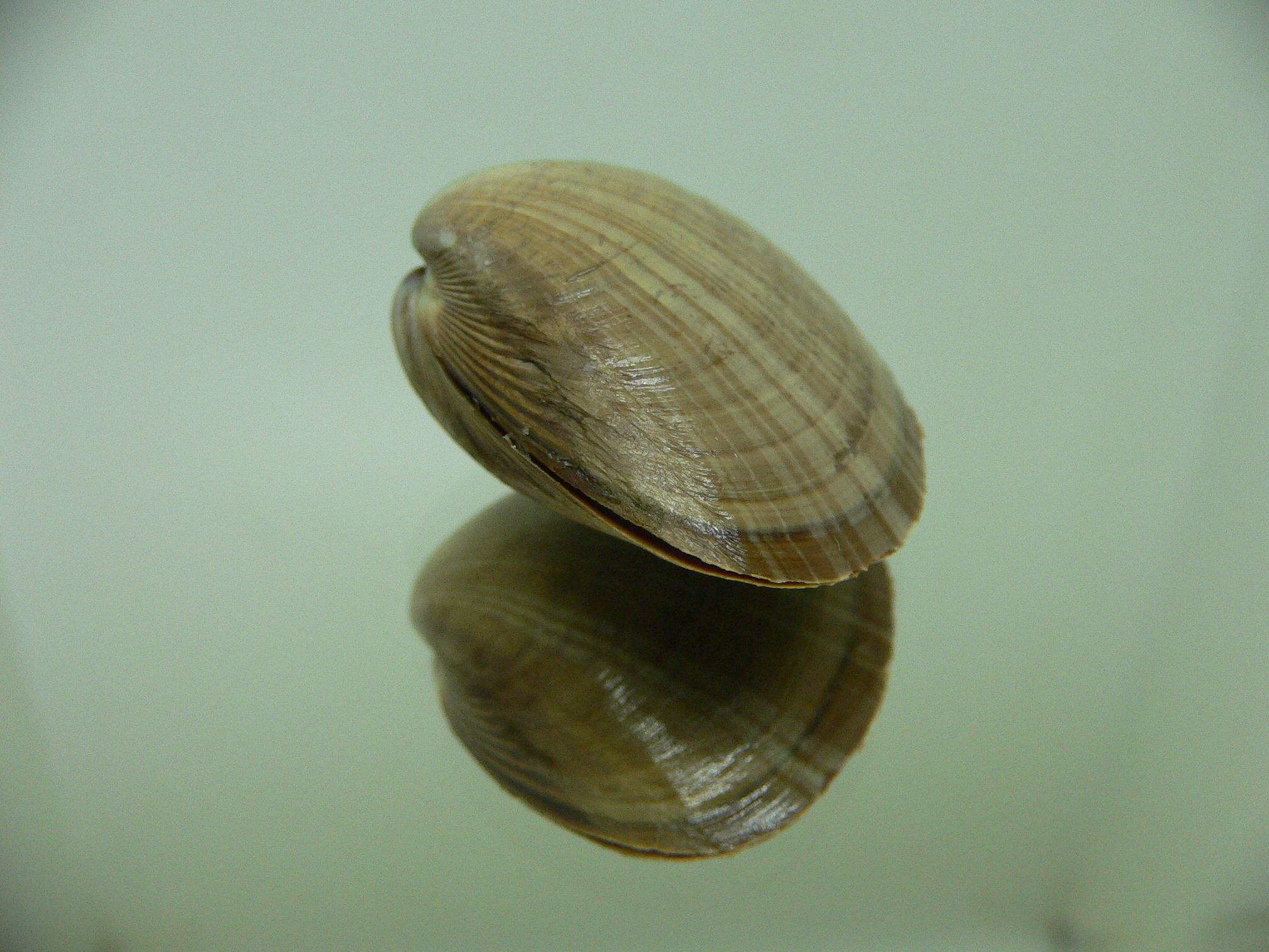 Mactra chinensis