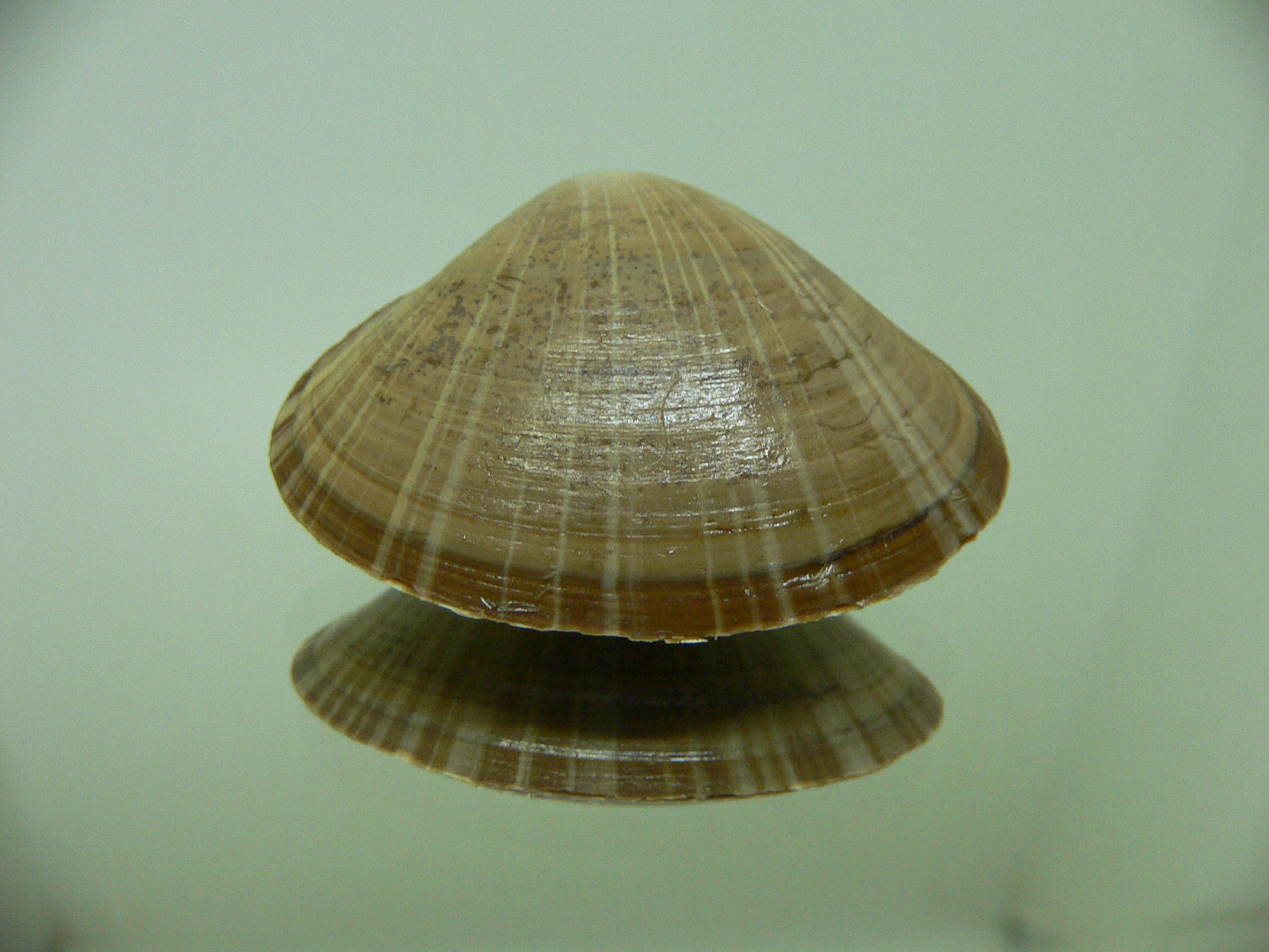 Mactra chinensis