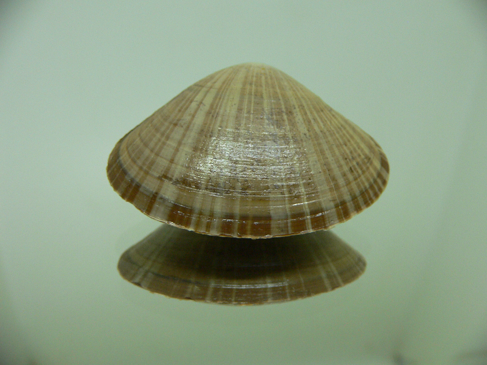 Mactra chinensis