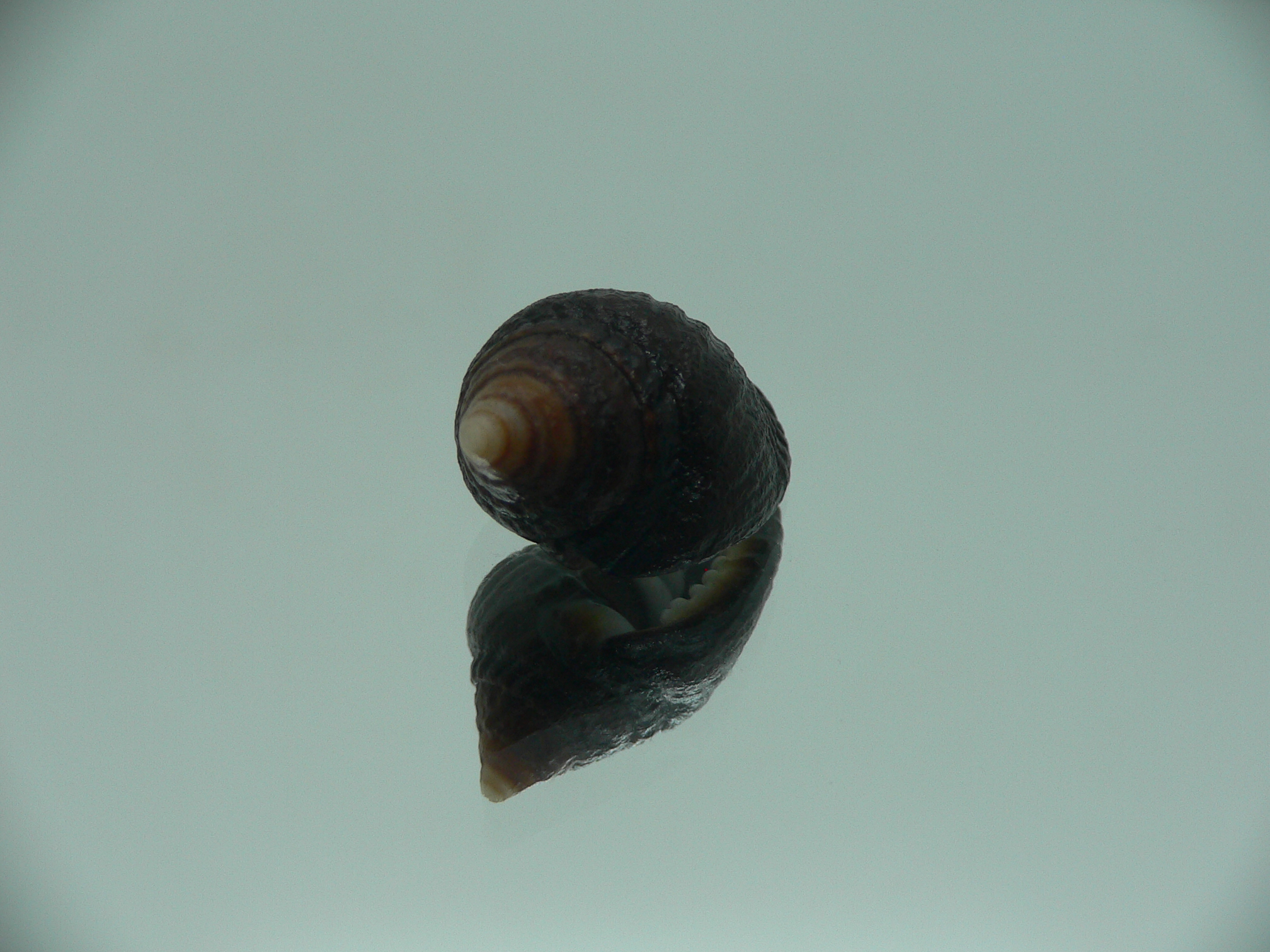 Zierliana ziervagelii IDEAL