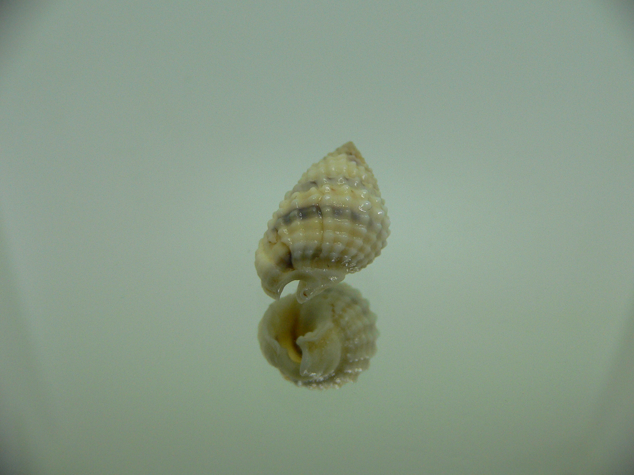 Nassarius gruneri LIGHT