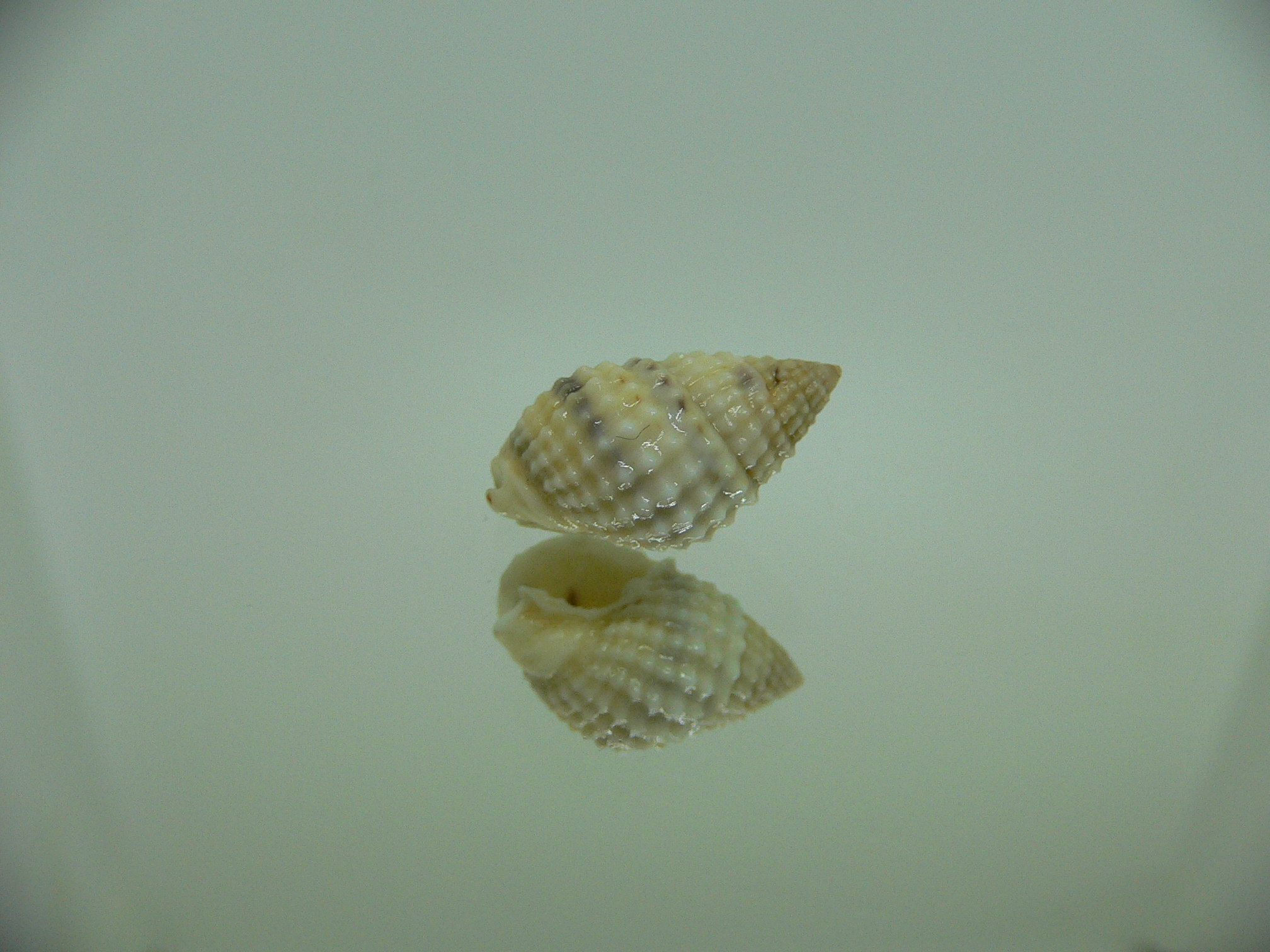 Nassarius gruneri LIGHT