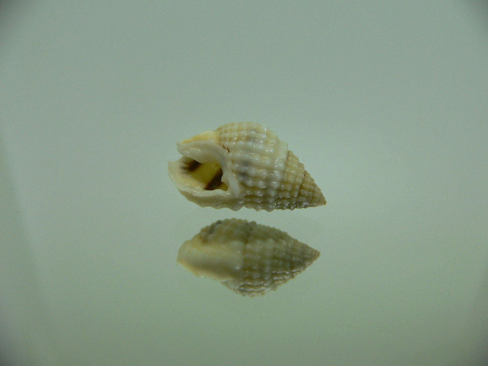 Nassarius gruneri LIGHT