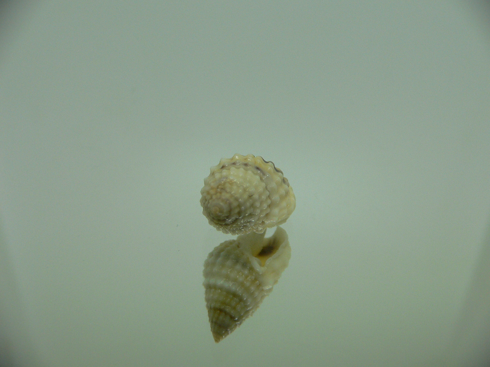 Nassarius gruneri LIGHT
