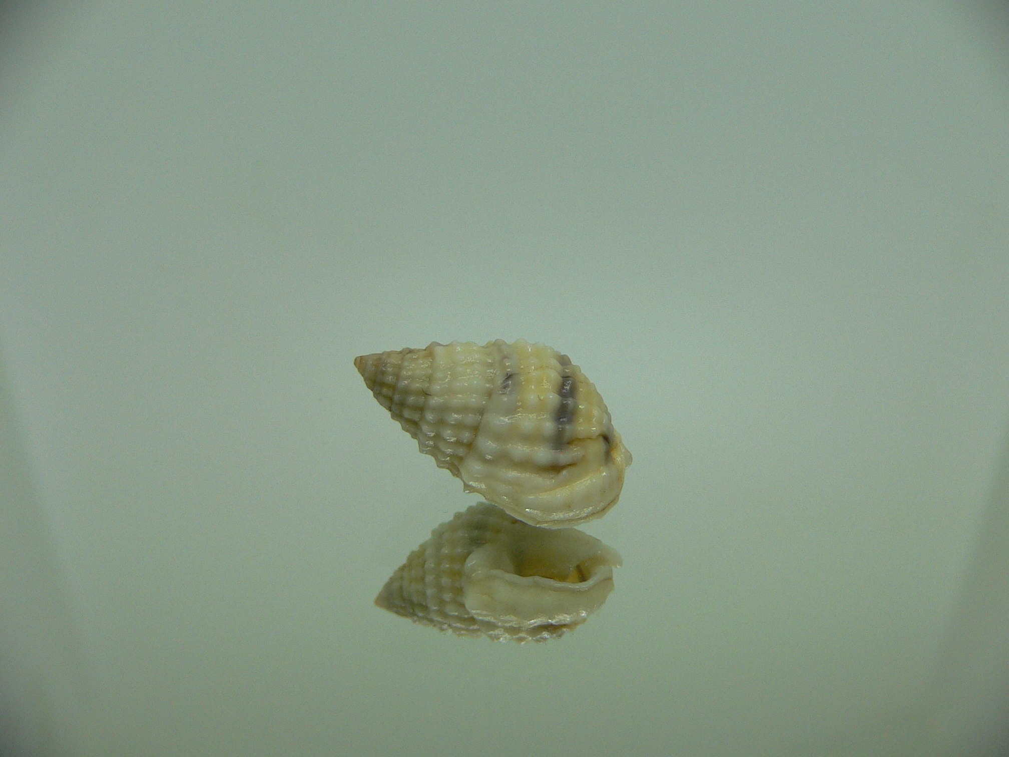 Nassarius gruneri LIGHT