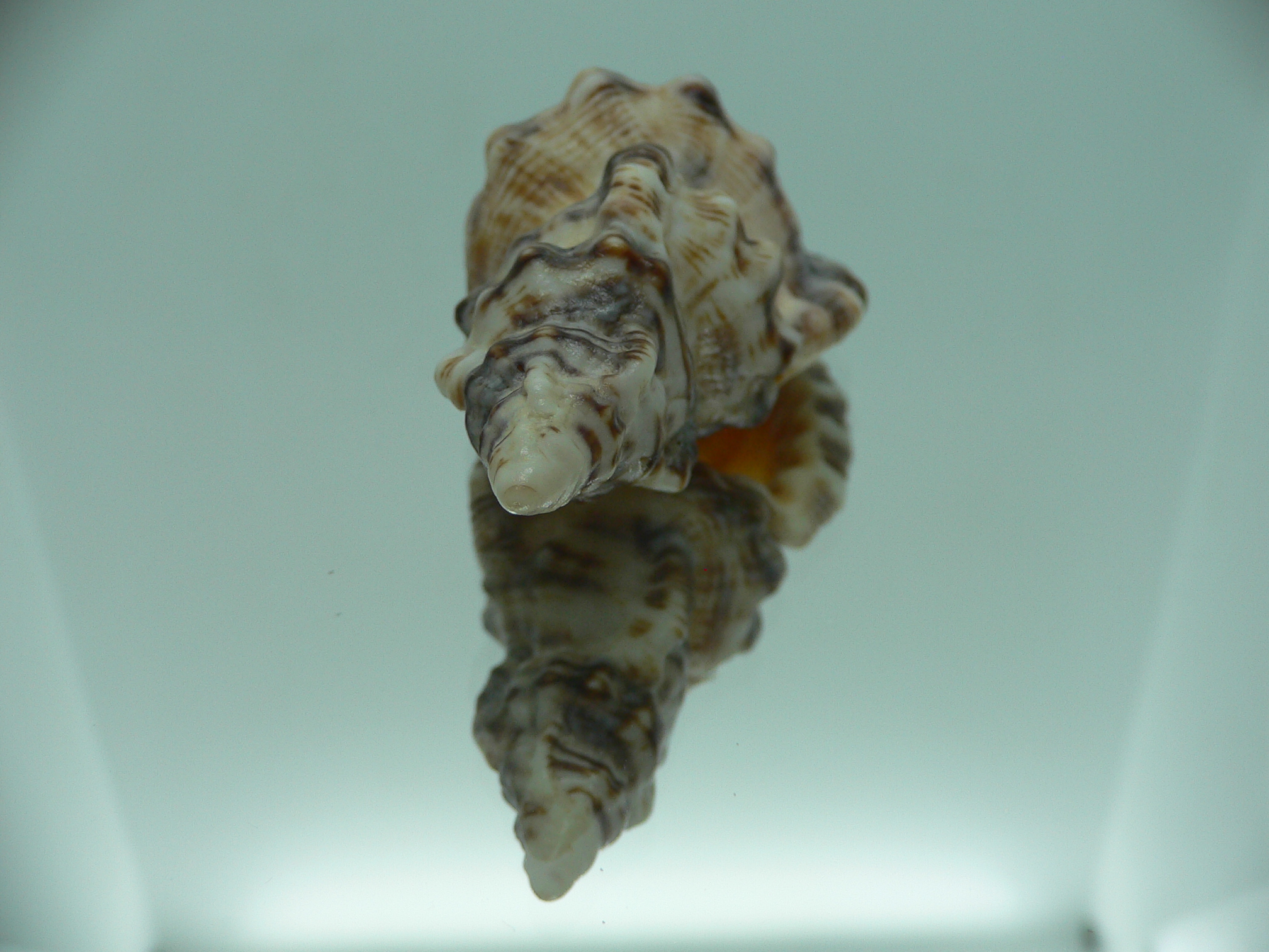 Monoplex nicobaricus