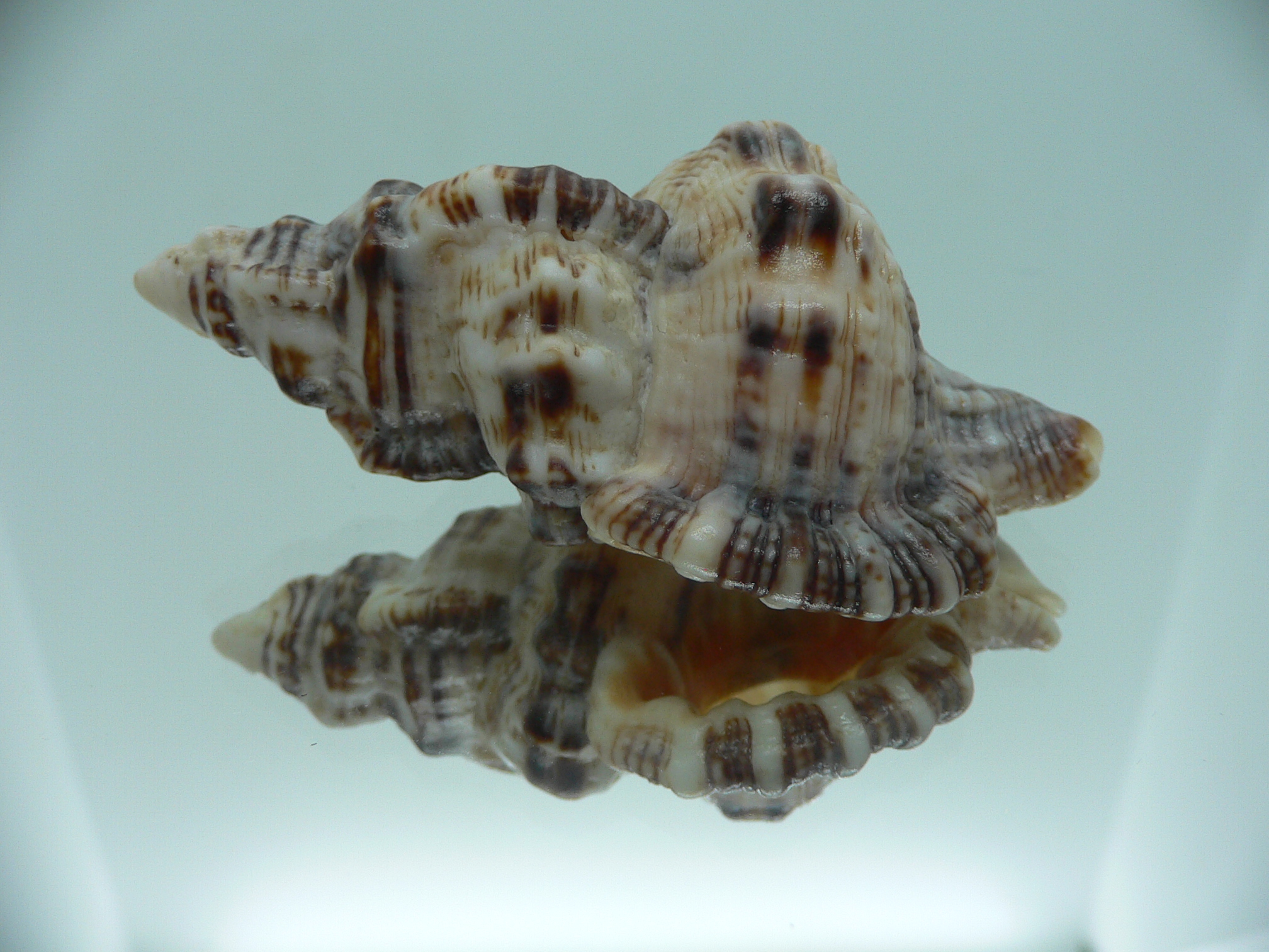 Monoplex nicobaricus