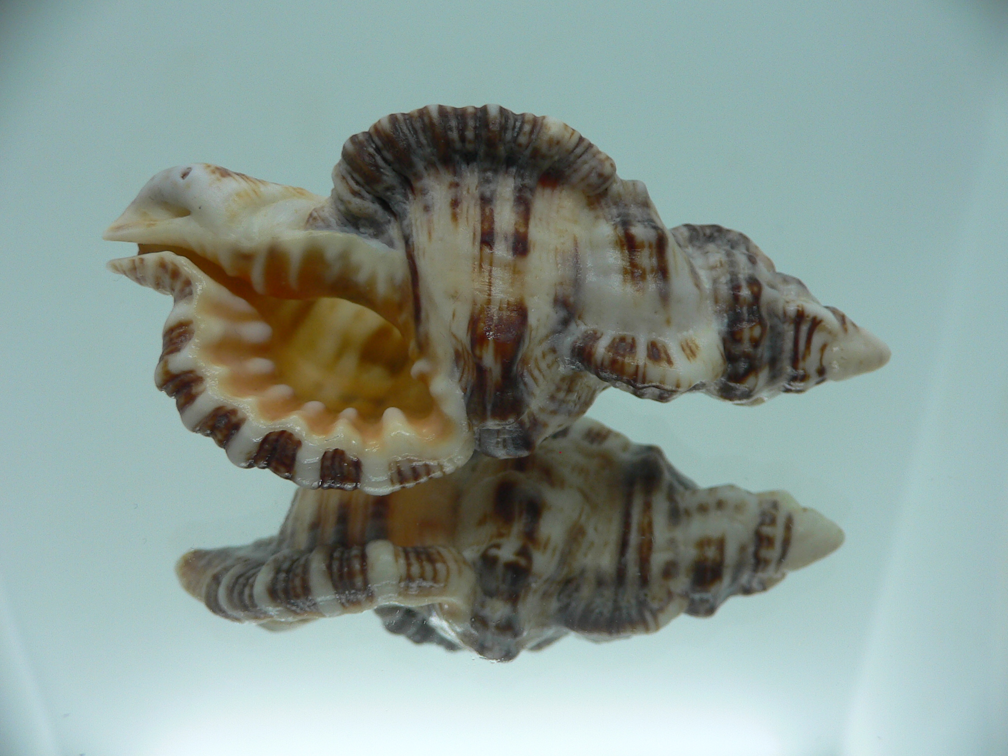 Monoplex nicobaricus