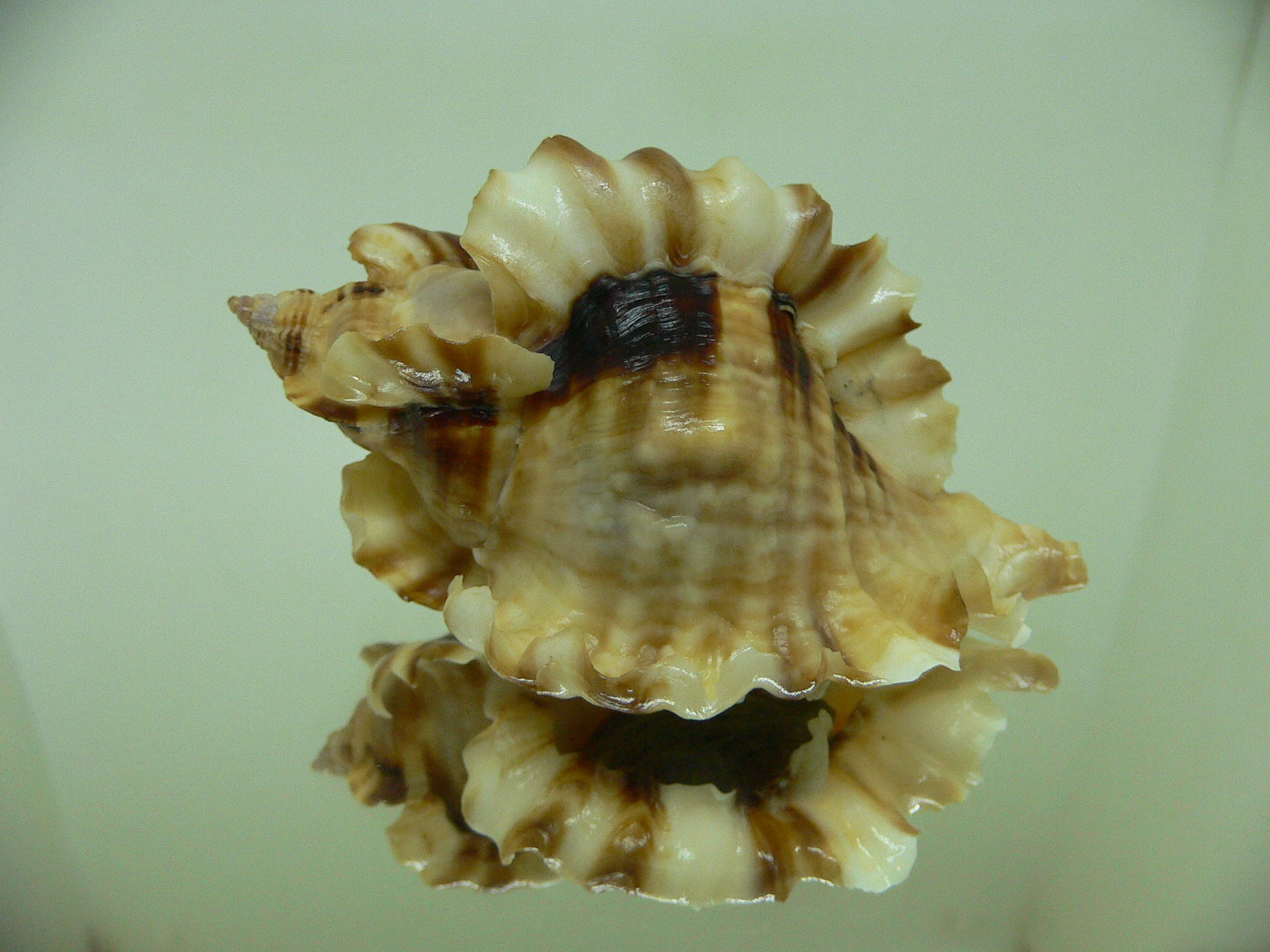 Ceratostoma burnetti coreanica (var.) DARK & WIDE