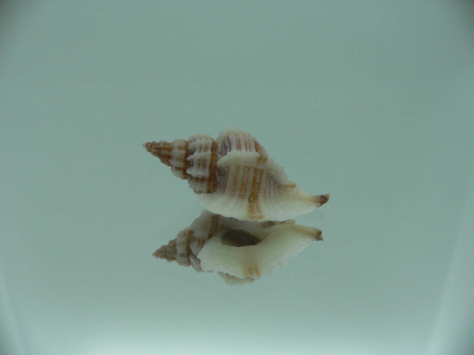 Ocinebrellus lumarius ENDEMIC & BIG