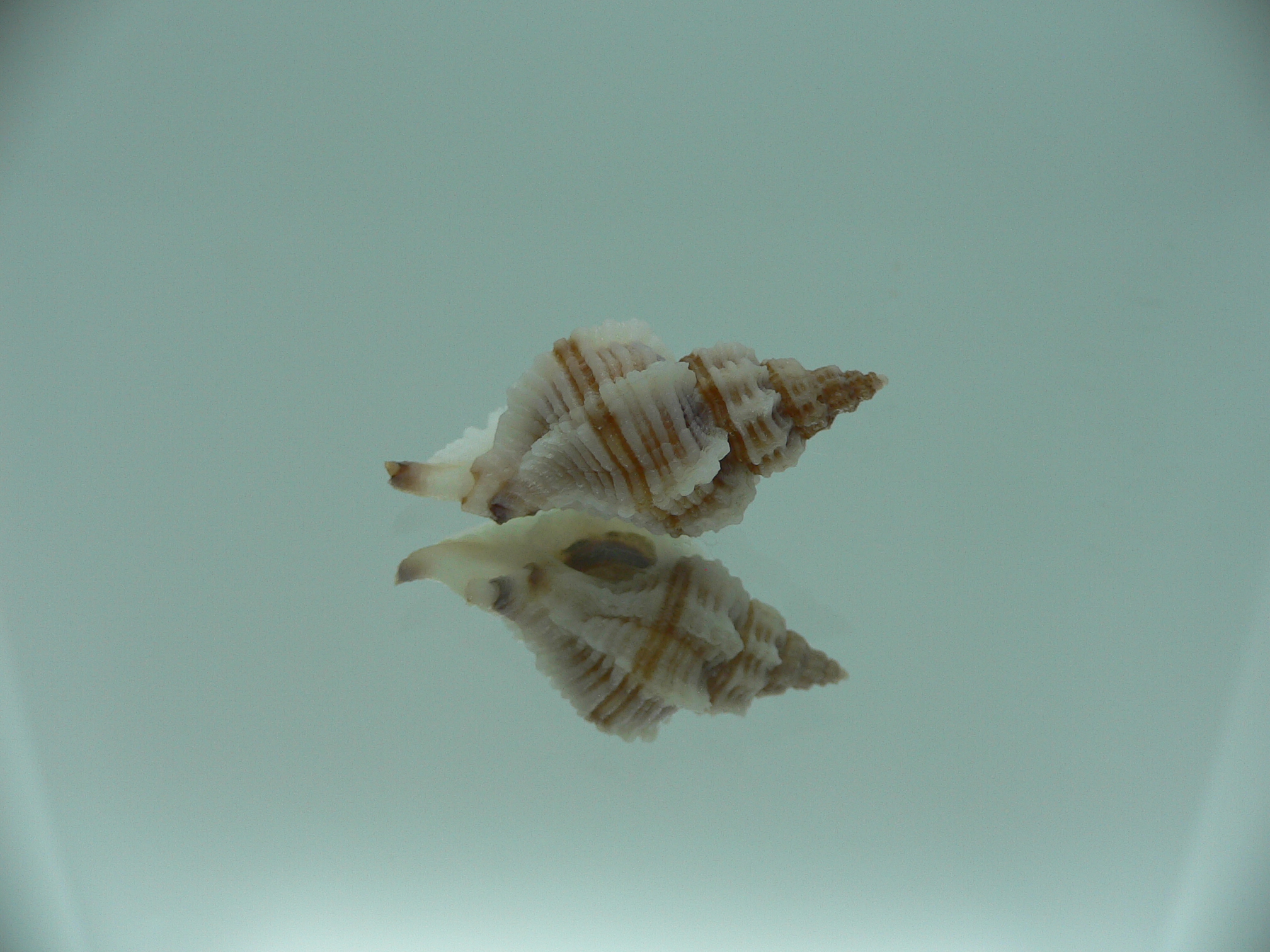 Ocinebrellus lumarius ENDEMIC & BIG