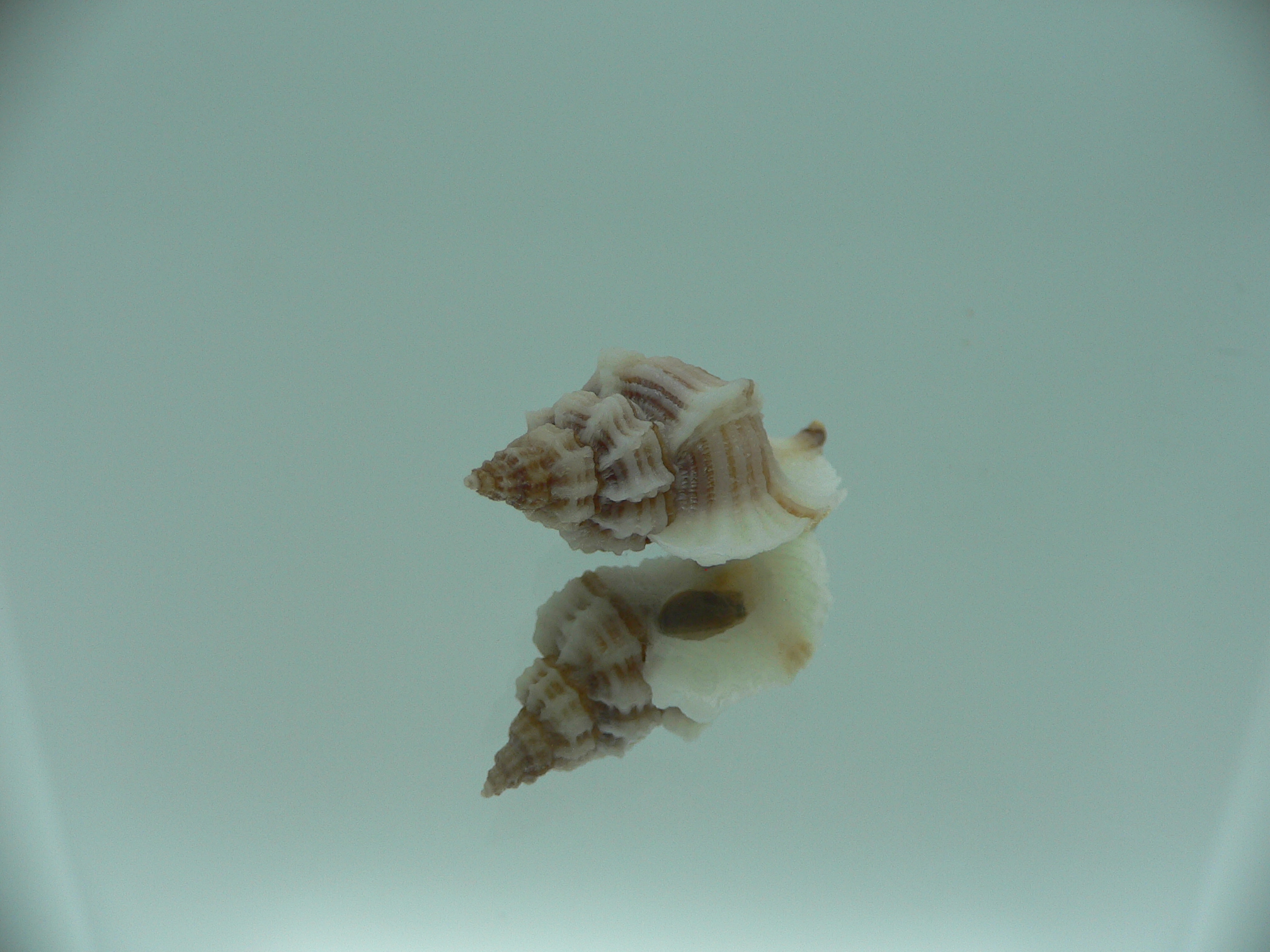 Ocinebrellus lumarius ENDEMIC & BIG