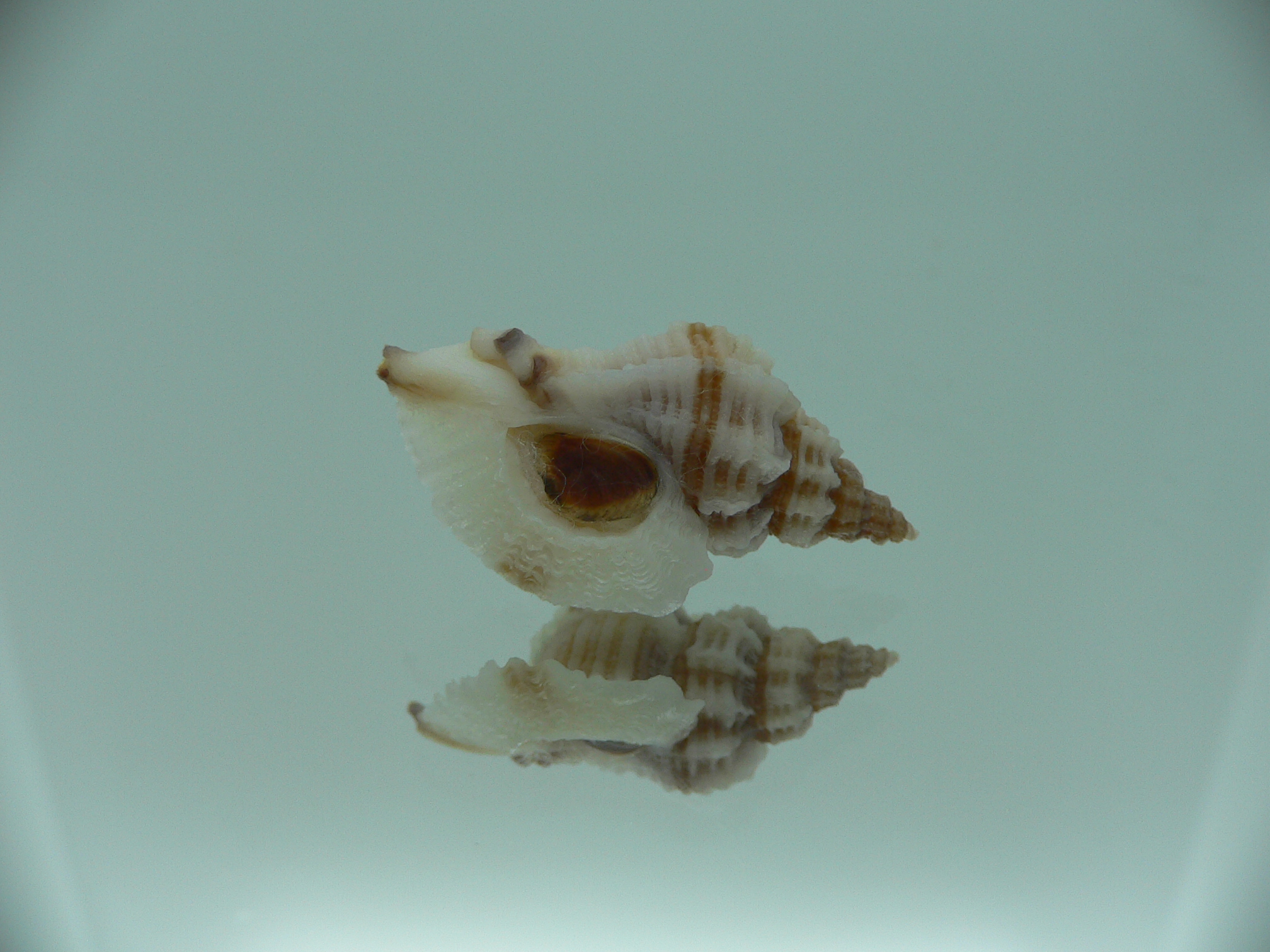 Ocinebrellus lumarius ENDEMIC & BIG