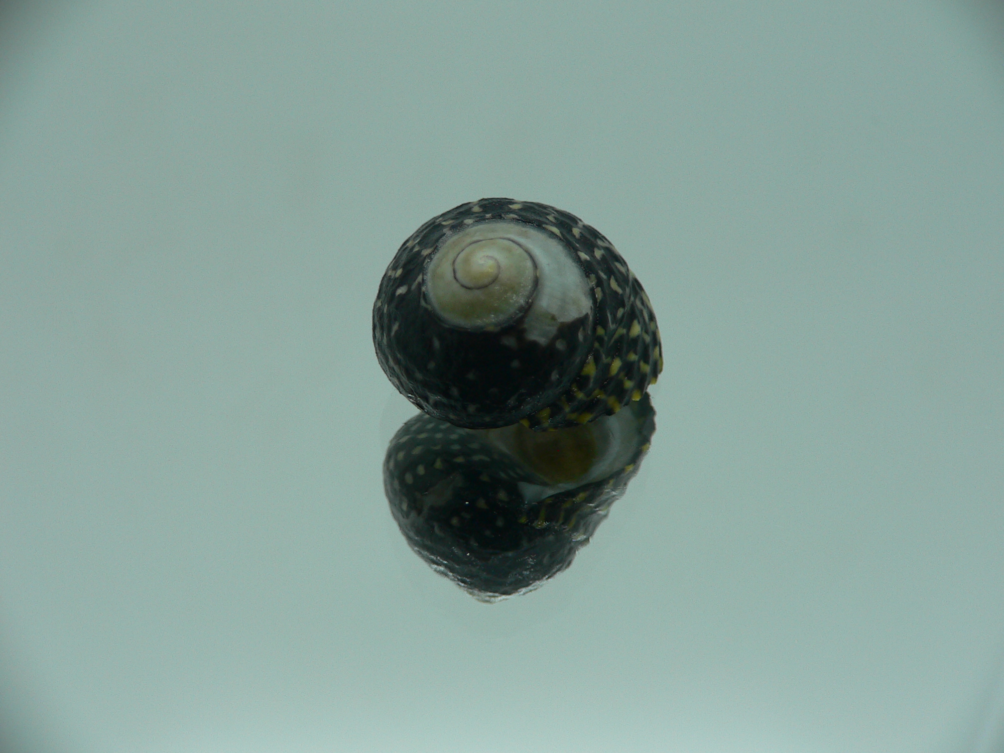 Diloma concameratum ENDEMIC 2