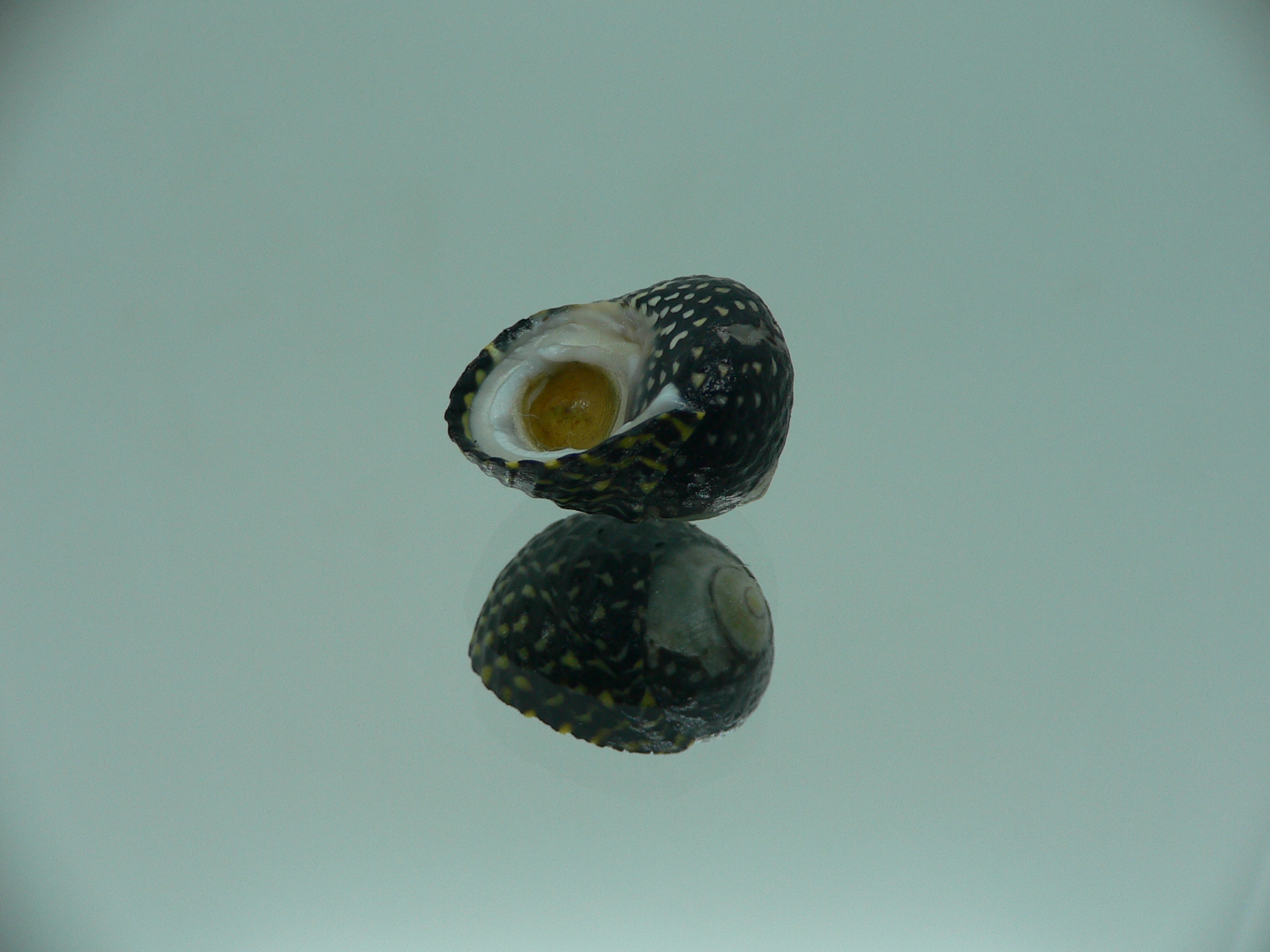 Diloma concameratum ENDEMIC 2
