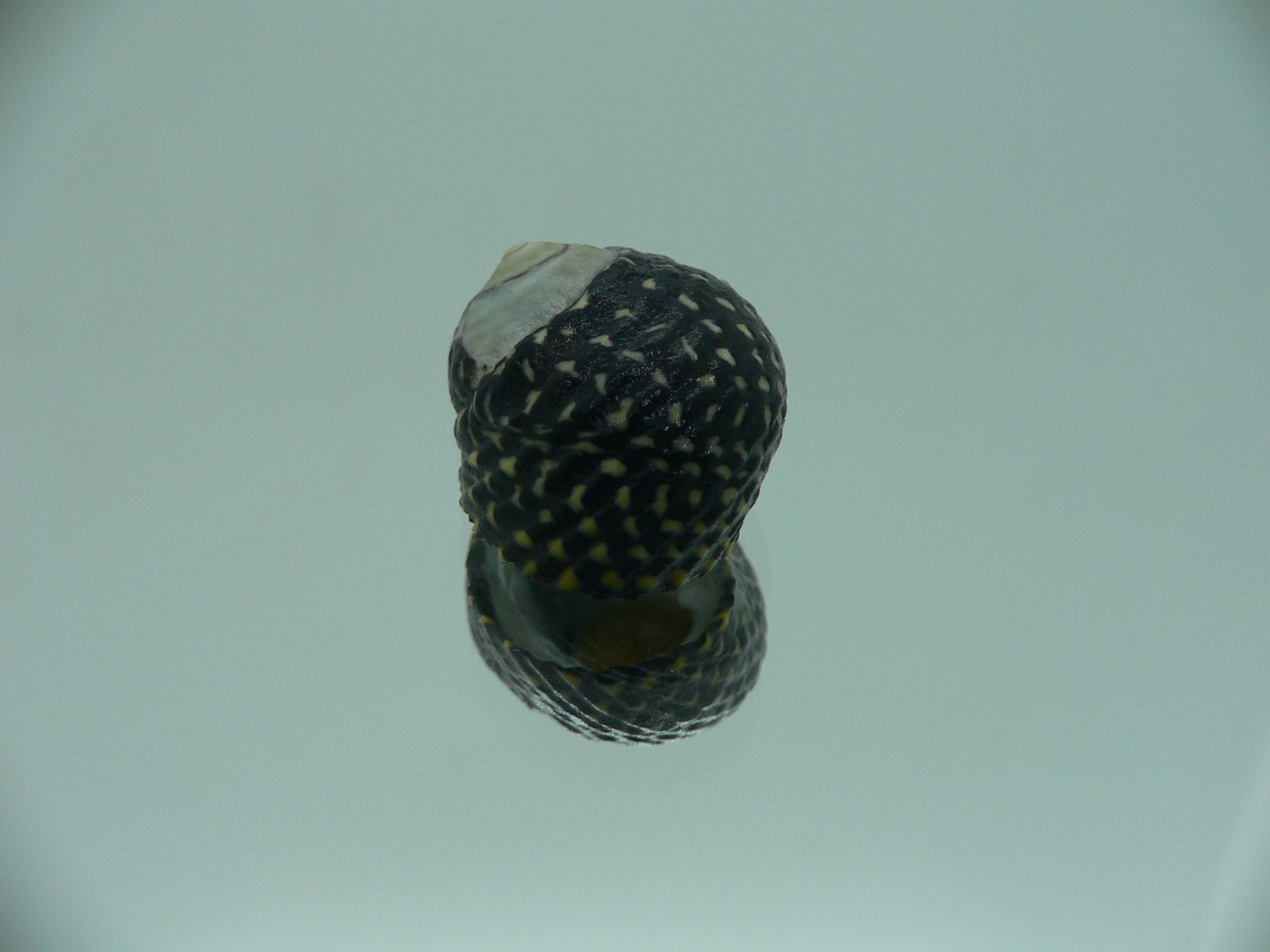 Diloma concameratum ENDEMIC 2