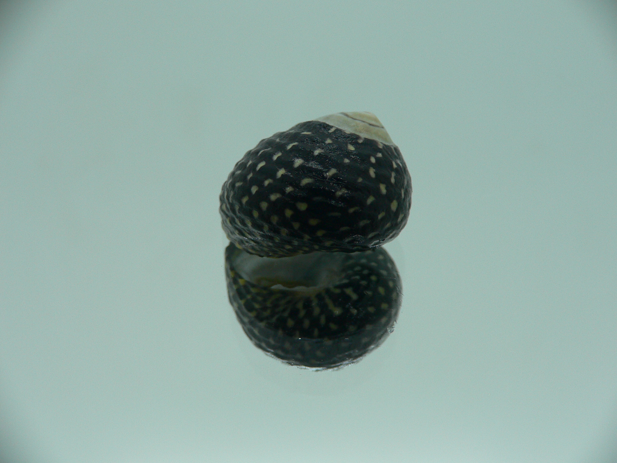 Diloma concameratum ENDEMIC 2