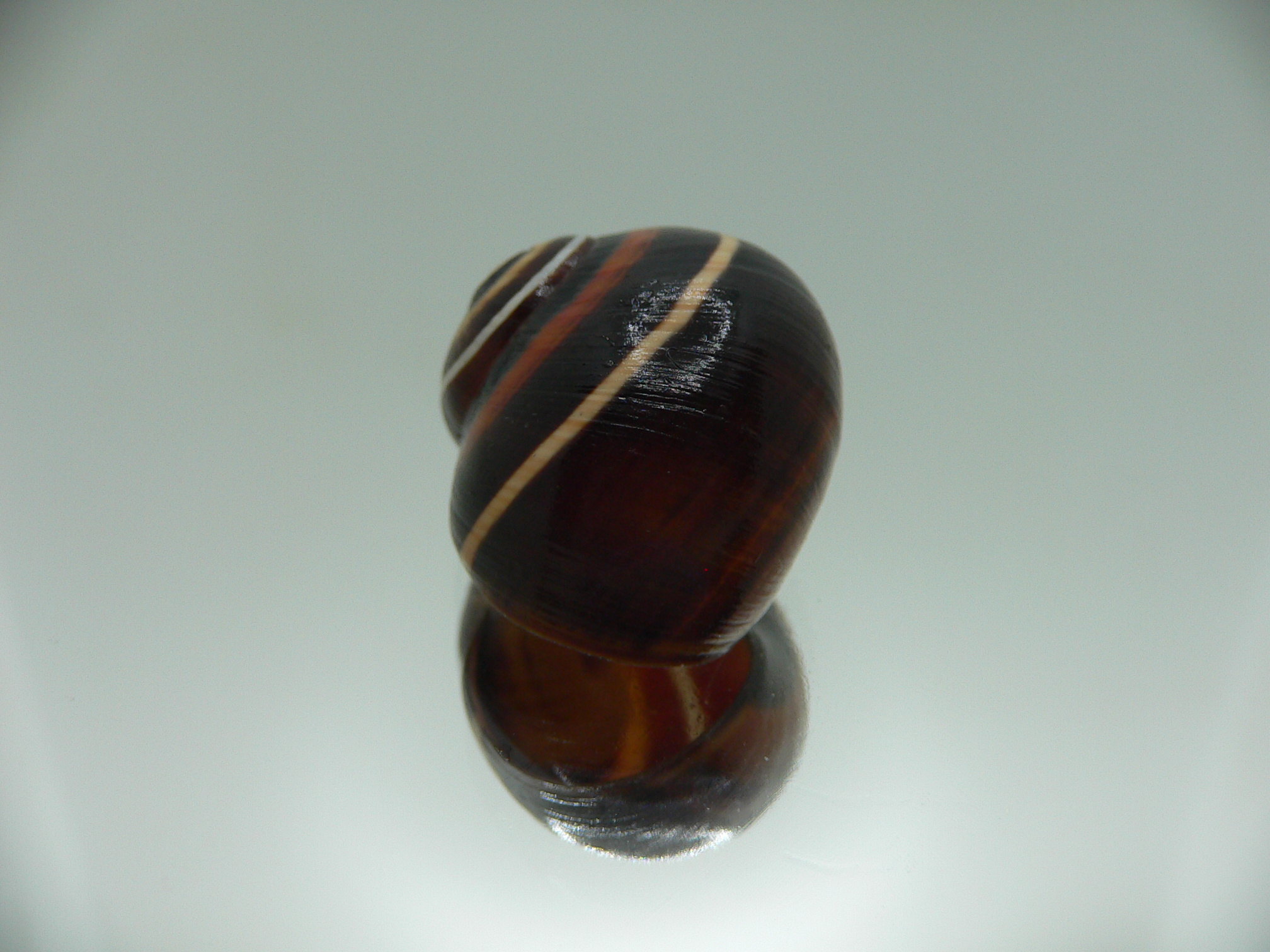 Polymita picta iolimbata RARE & IDEAL