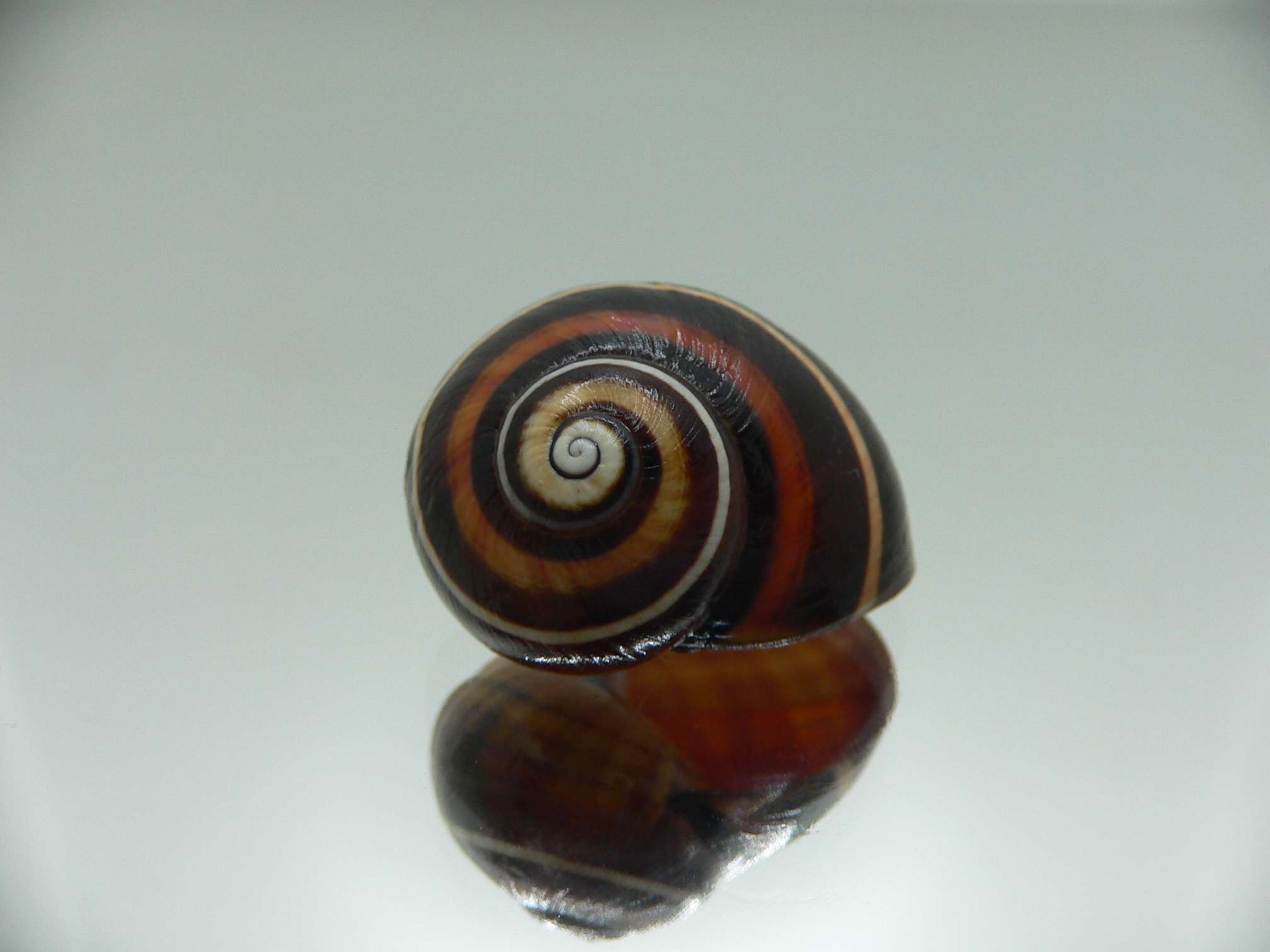 Polymita picta iolimbata RARE & IDEAL