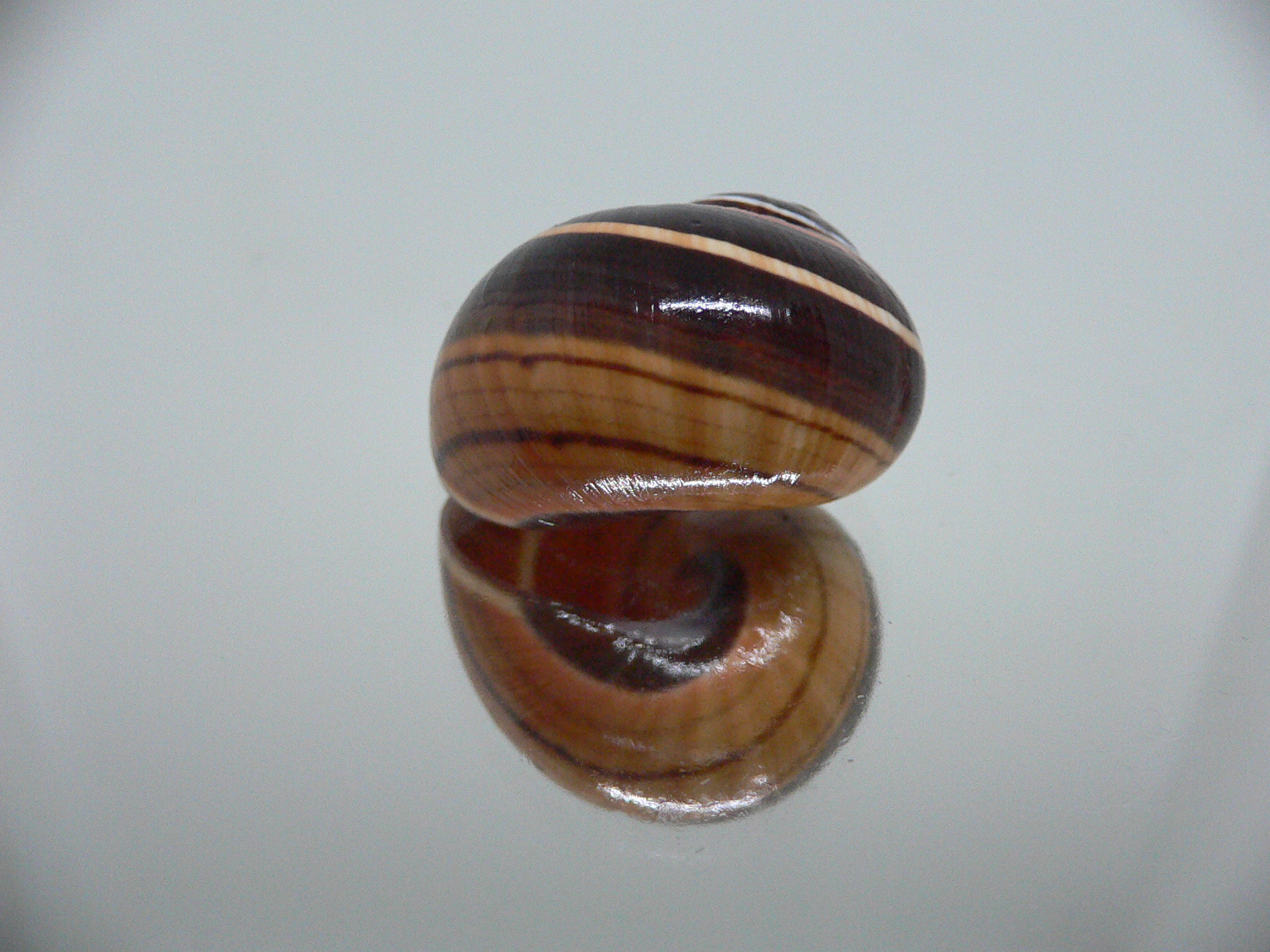 Polymita picta iolimbata RARE & IDEAL