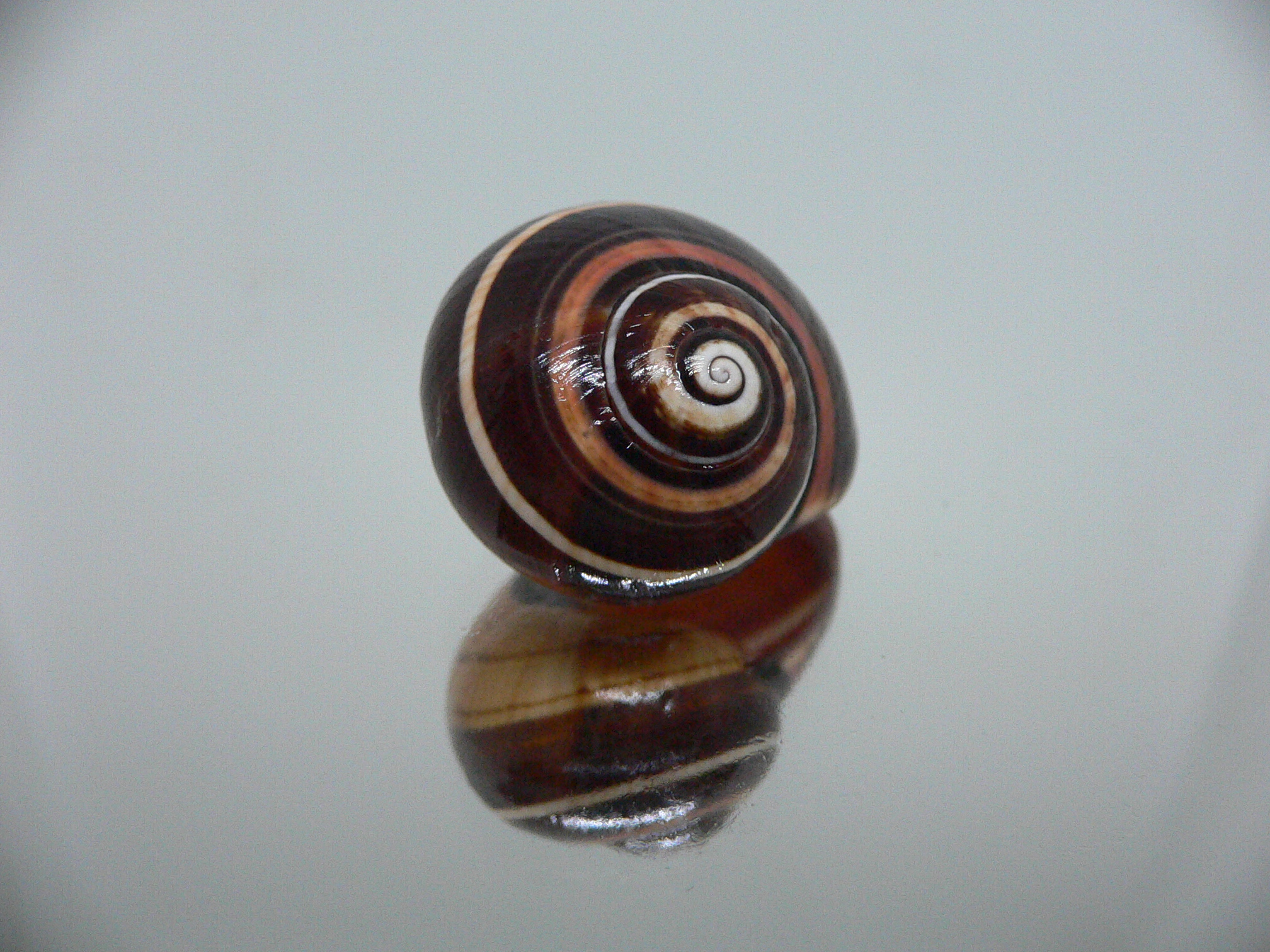 Polymita picta iolimbata RARE & IDEAL