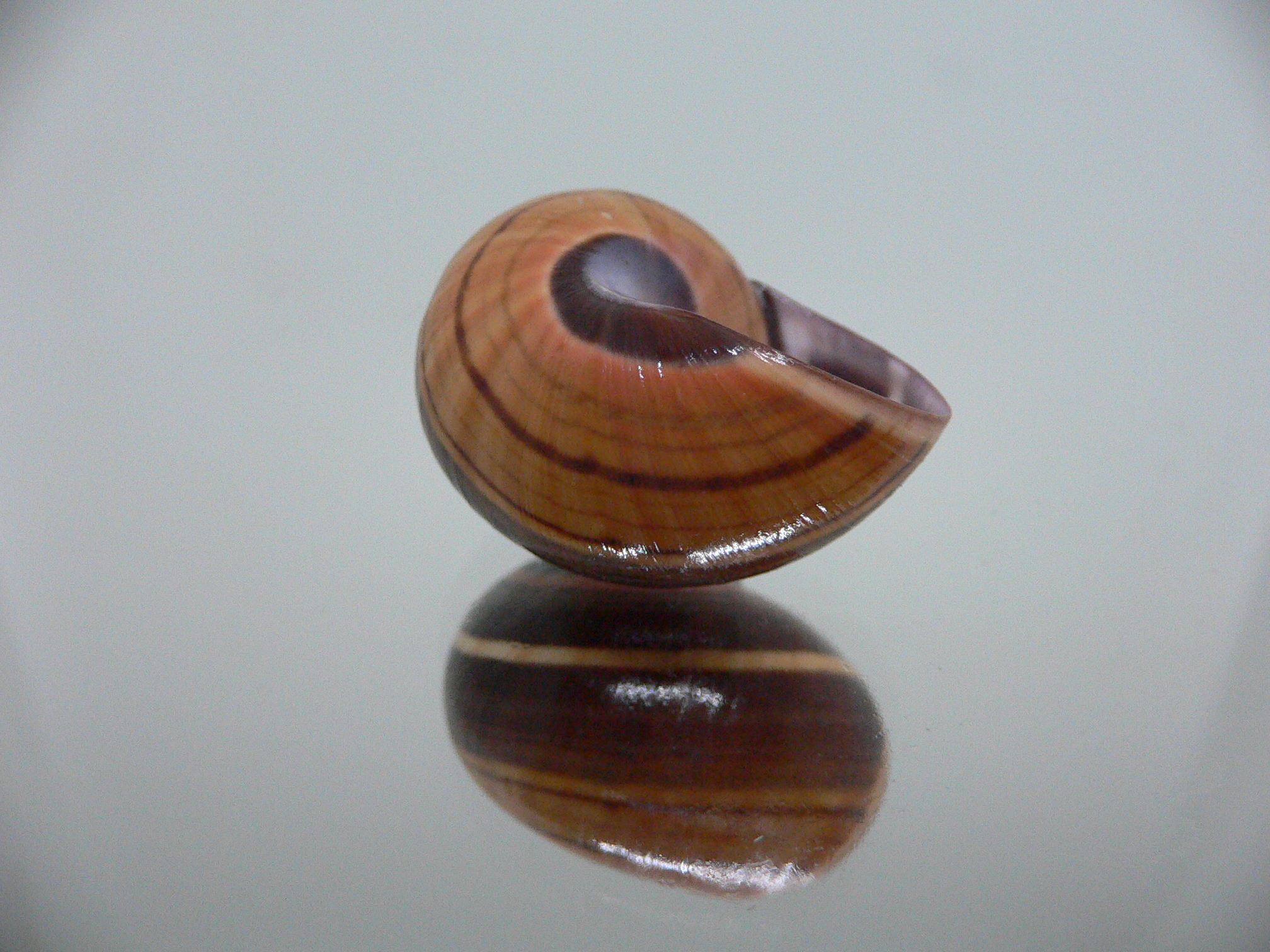 Polymita picta iolimbata RARE & IDEAL