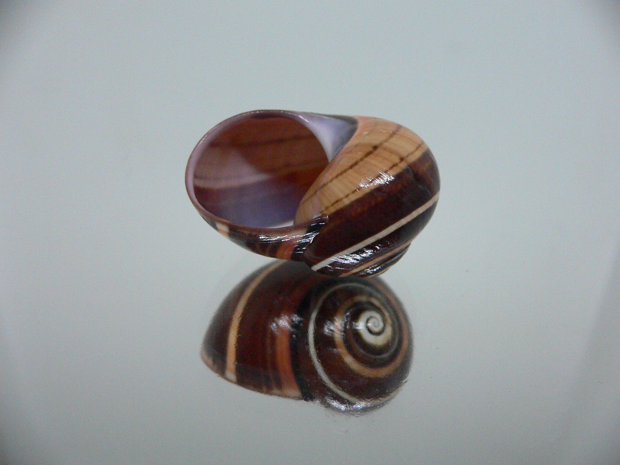 Polymita picta iolimbata RARE & IDEAL